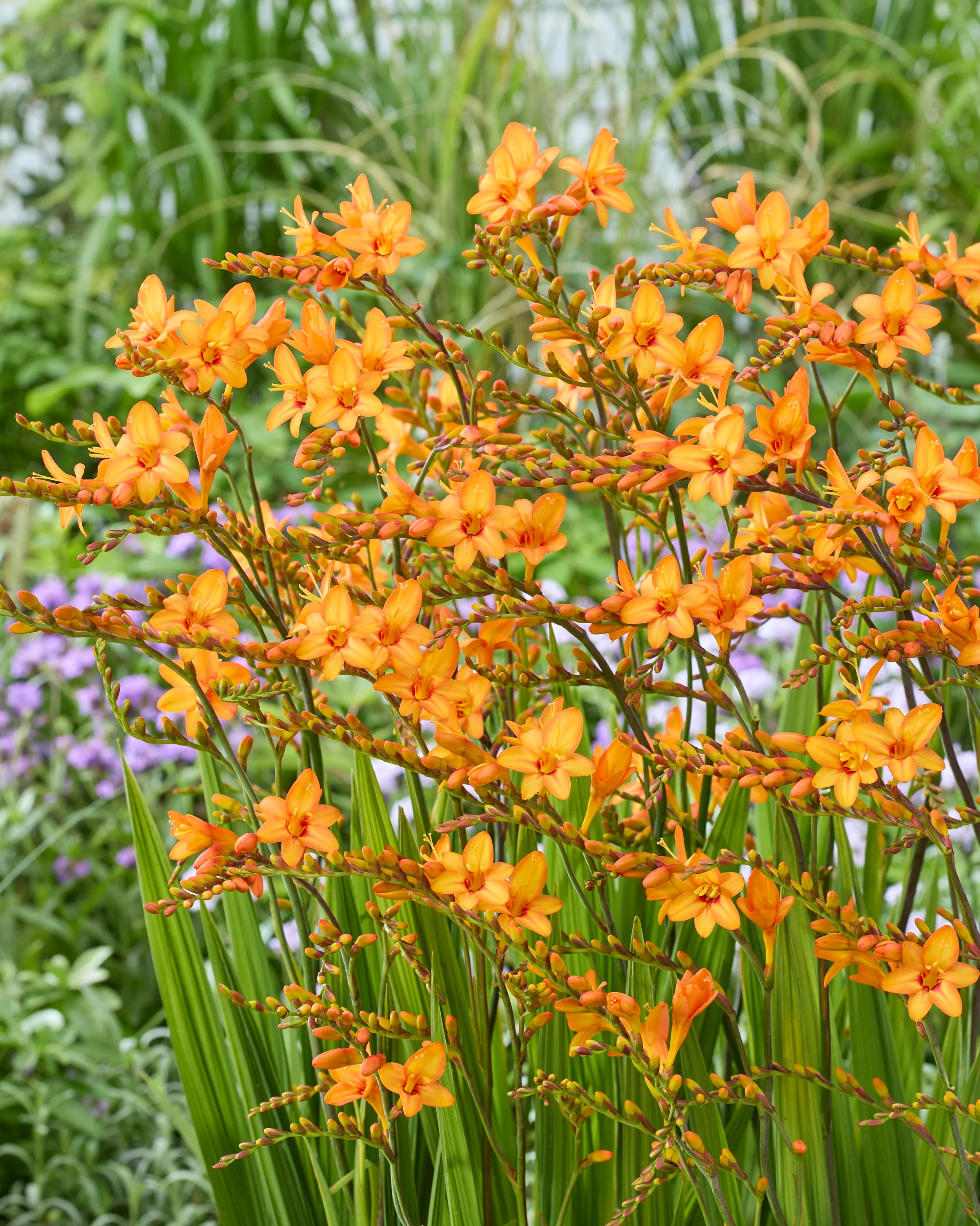 Crocosmia 'Fountain' - Image 2