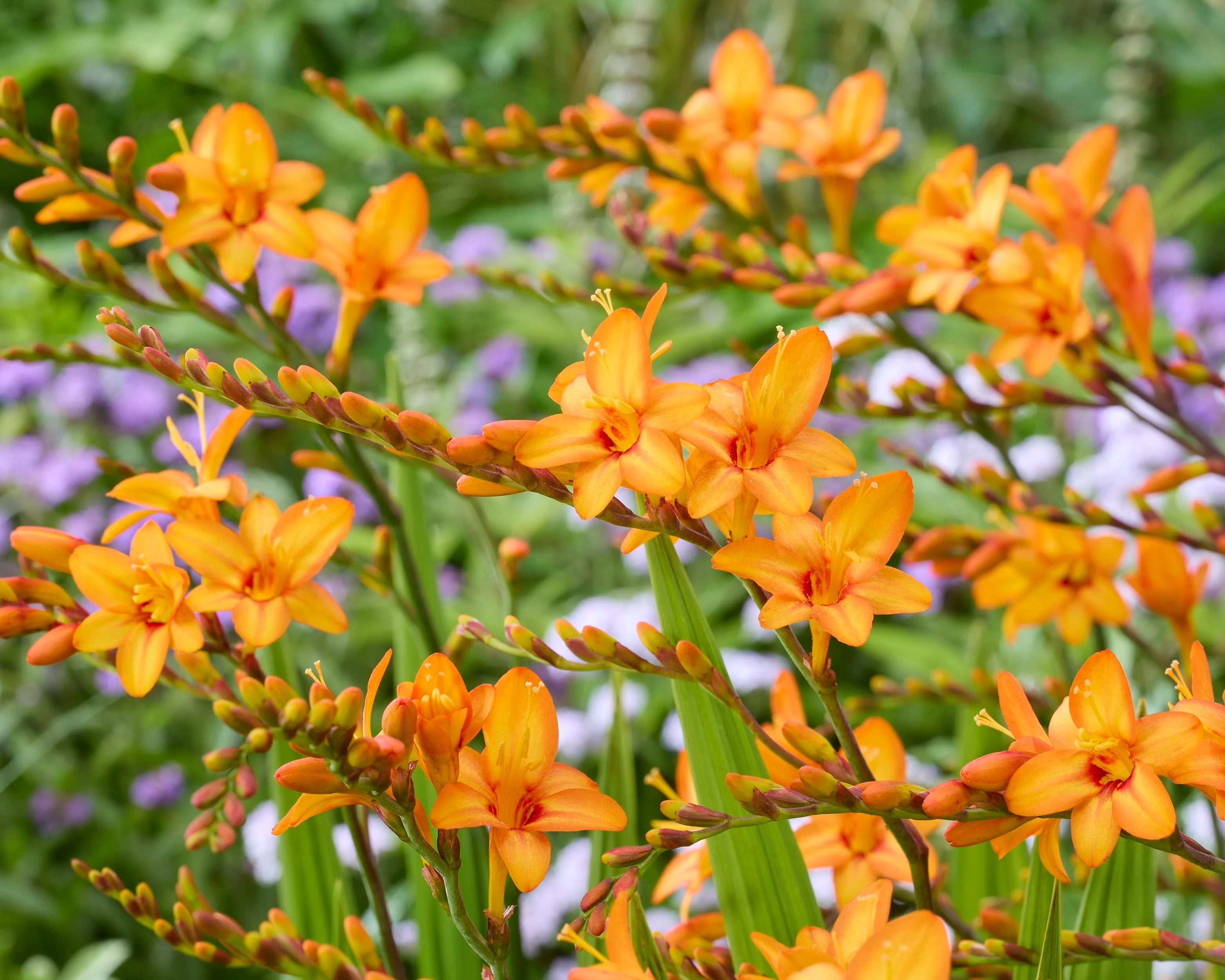 Crocosmia 'Fountain' - Image 3