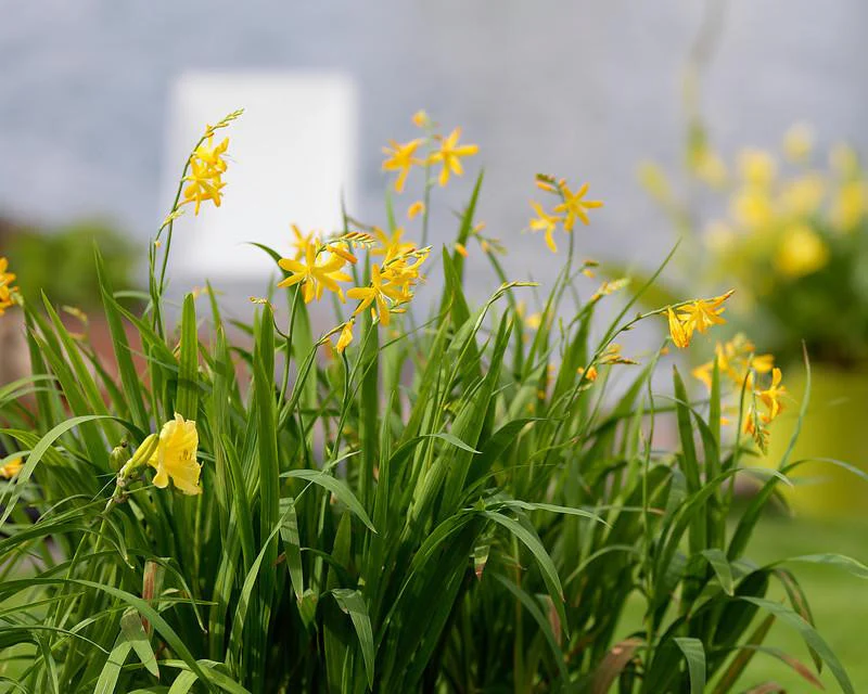 Crocosmia 'George Davison' - Image 4