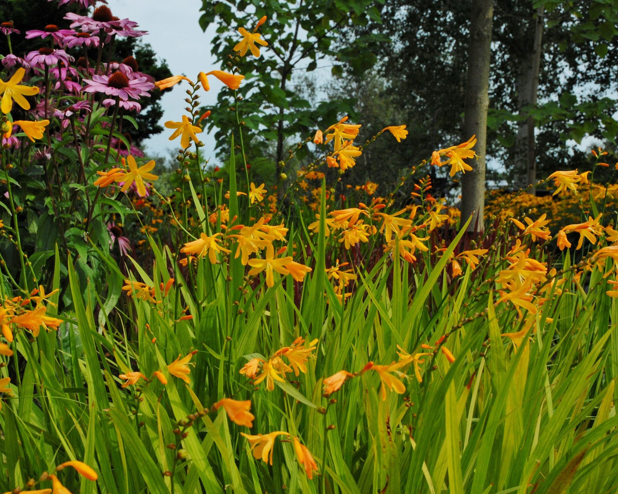 Crocosmia 'George Davison' - Image 5