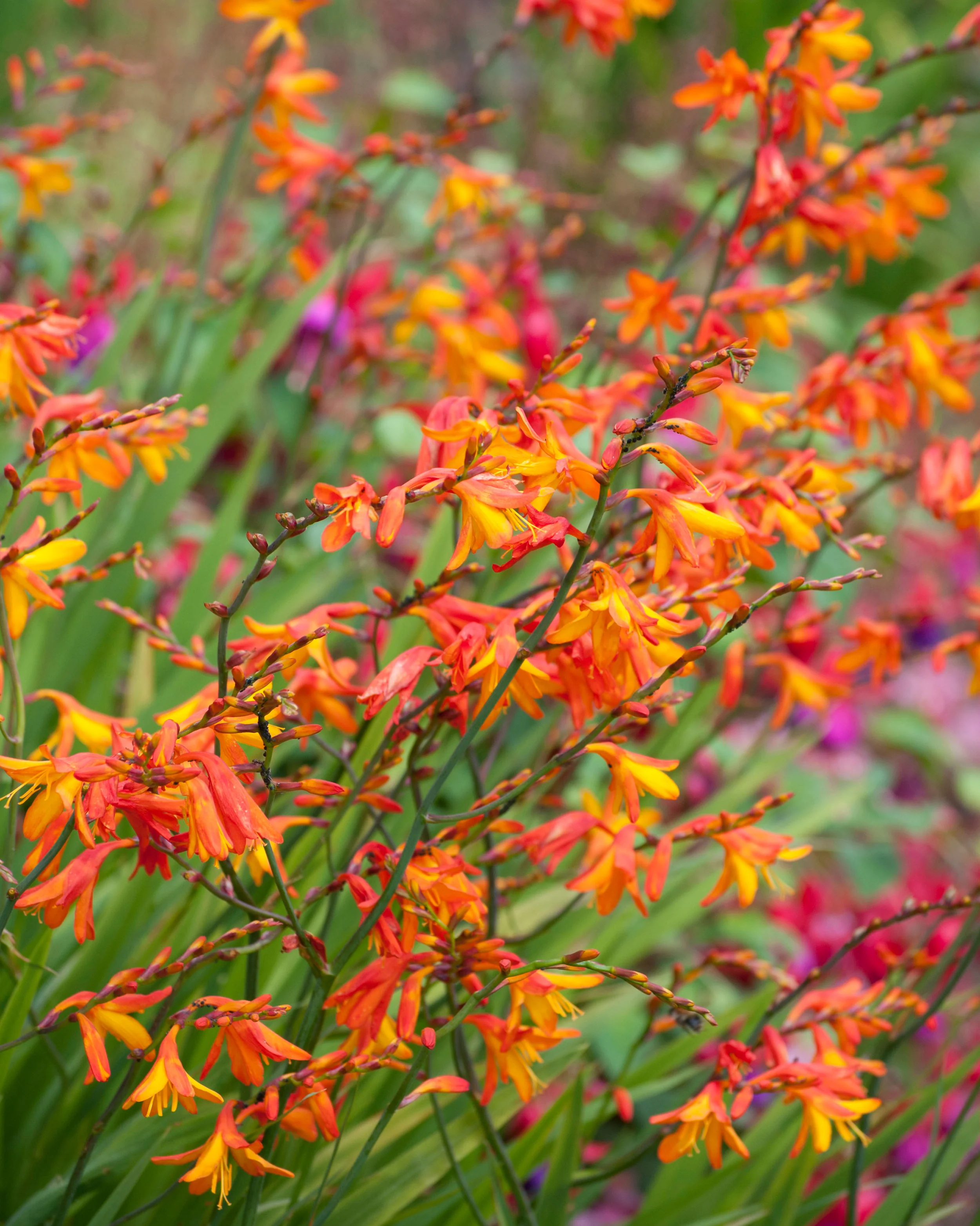 Crocosmia 'Harlequin' - Image 3