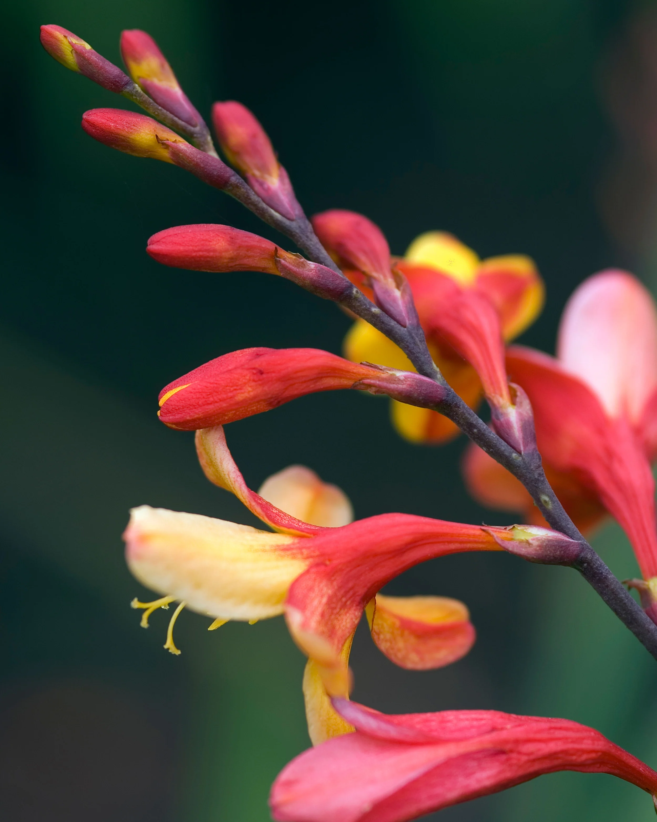 Crocosmia 'Harlequin' - Image 5