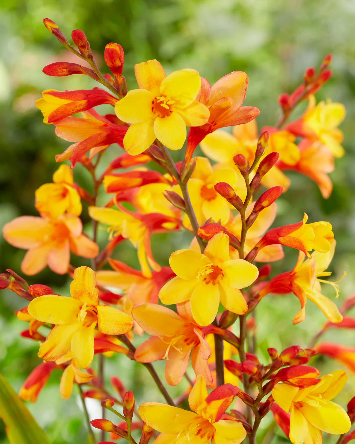Crocosmia 'Harlequin' - Image 6