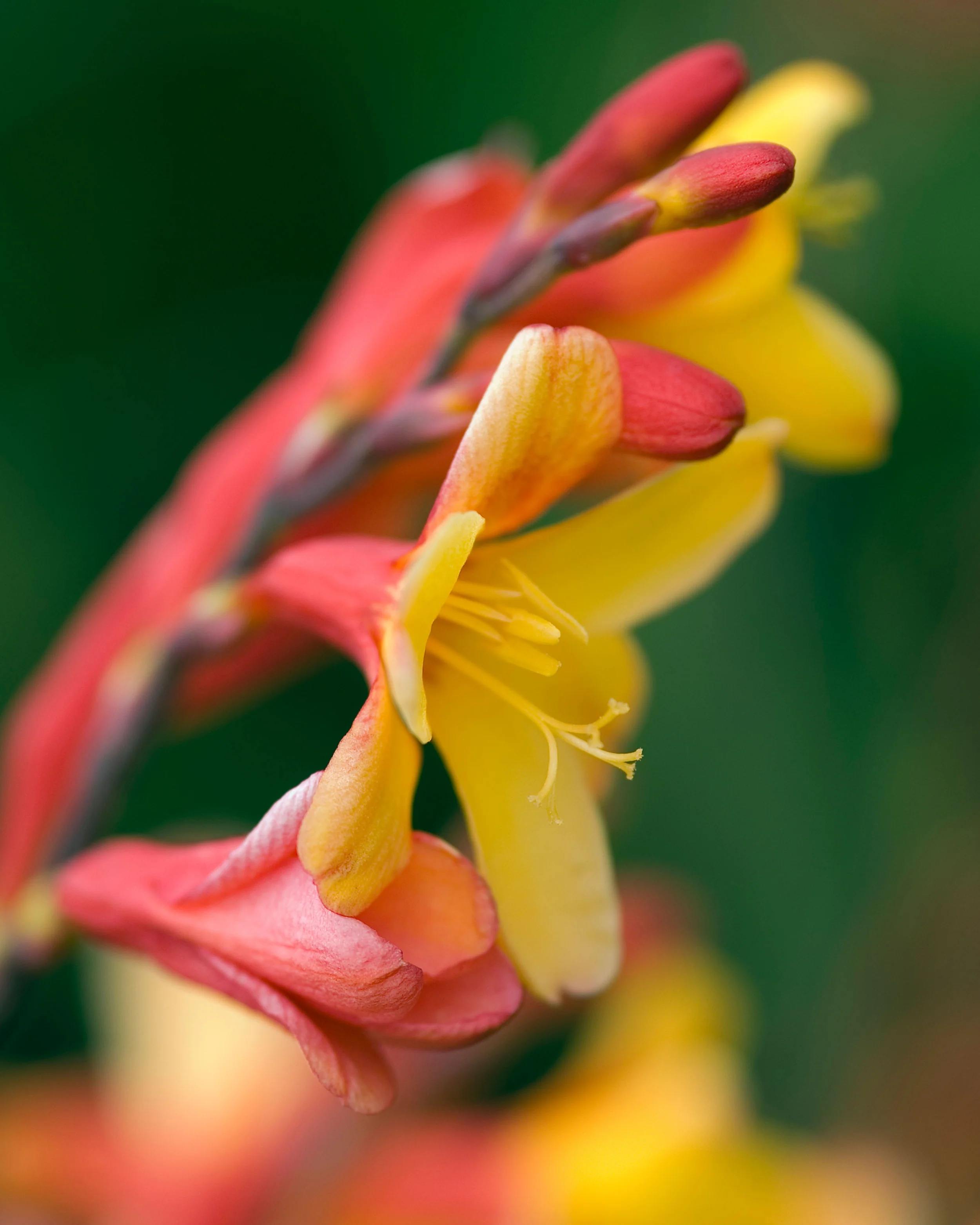 Crocosmia 'Harlequin' - Image 9