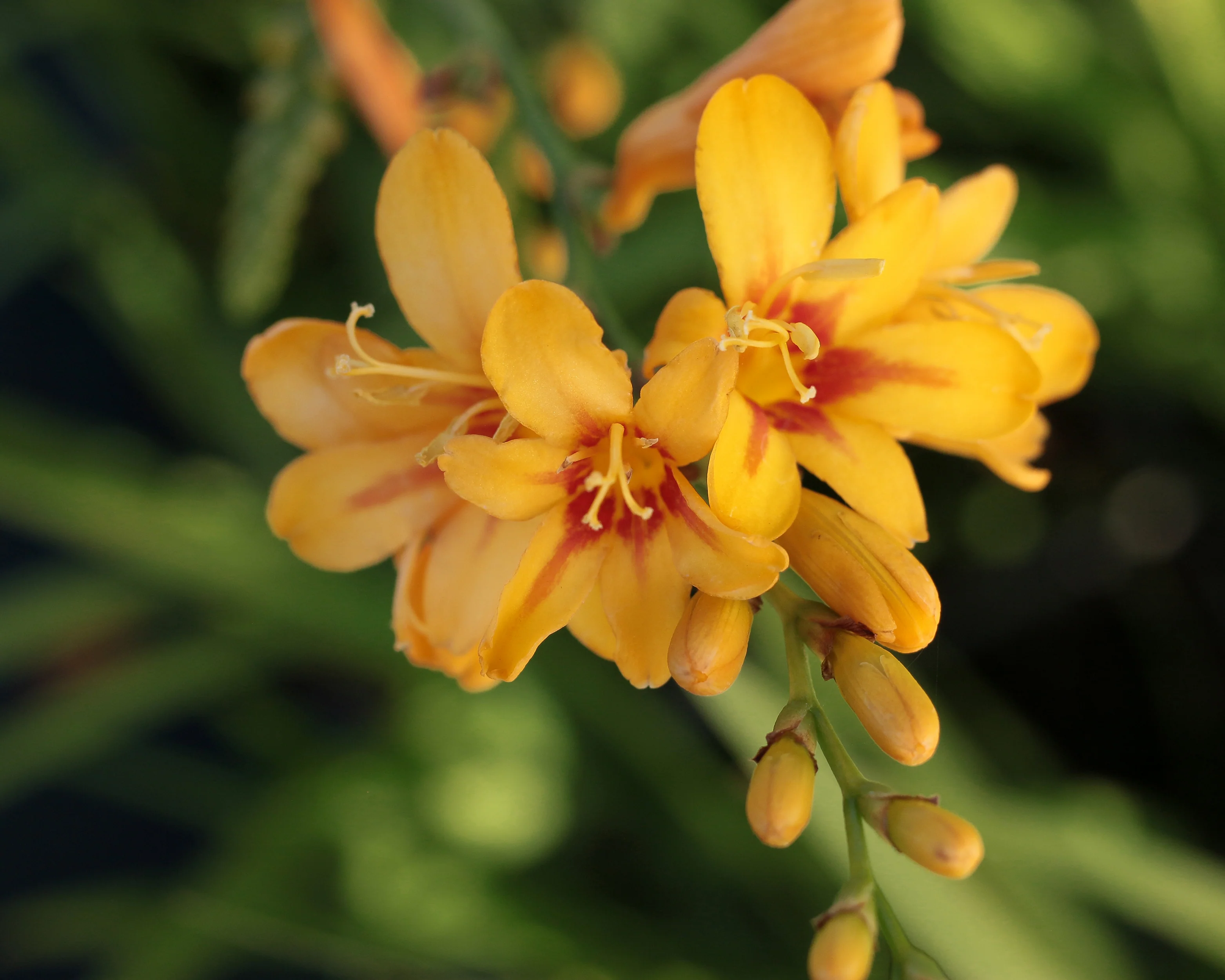 Crocosmia 'Hot Spot' - Image 4