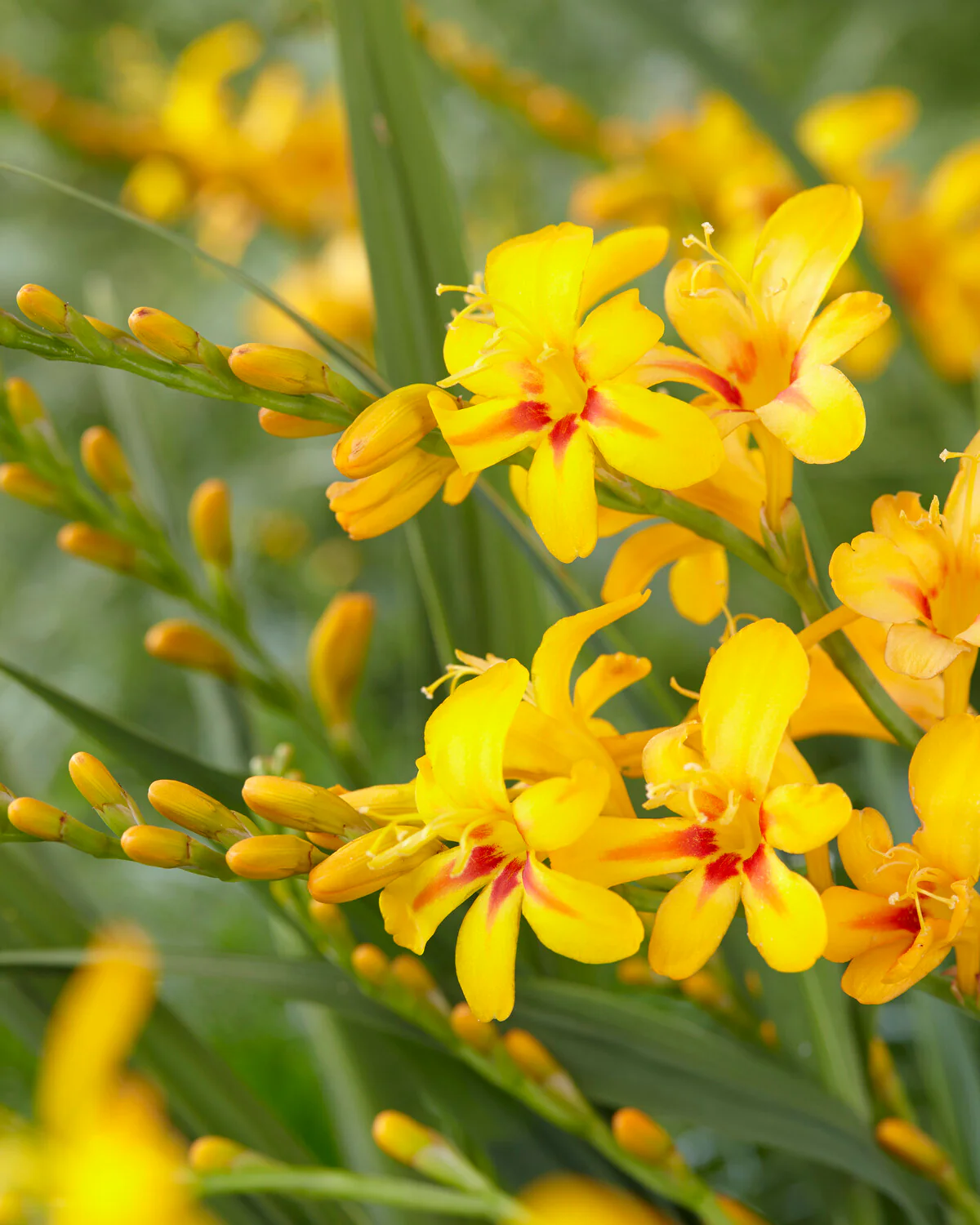 Crocosmia 'Hot Spot' - Image 5