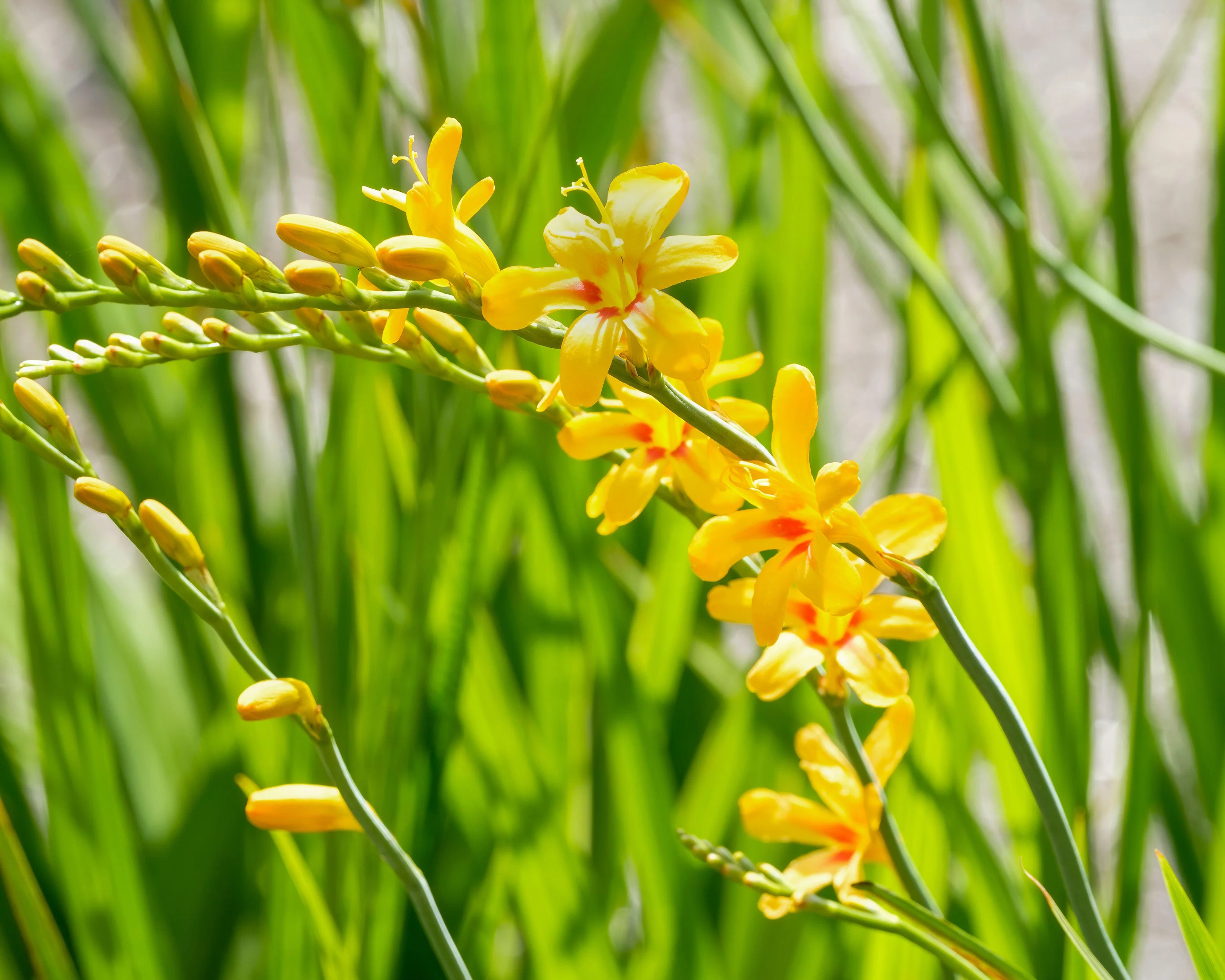Crocosmia 'Hot Spot' - Image 6