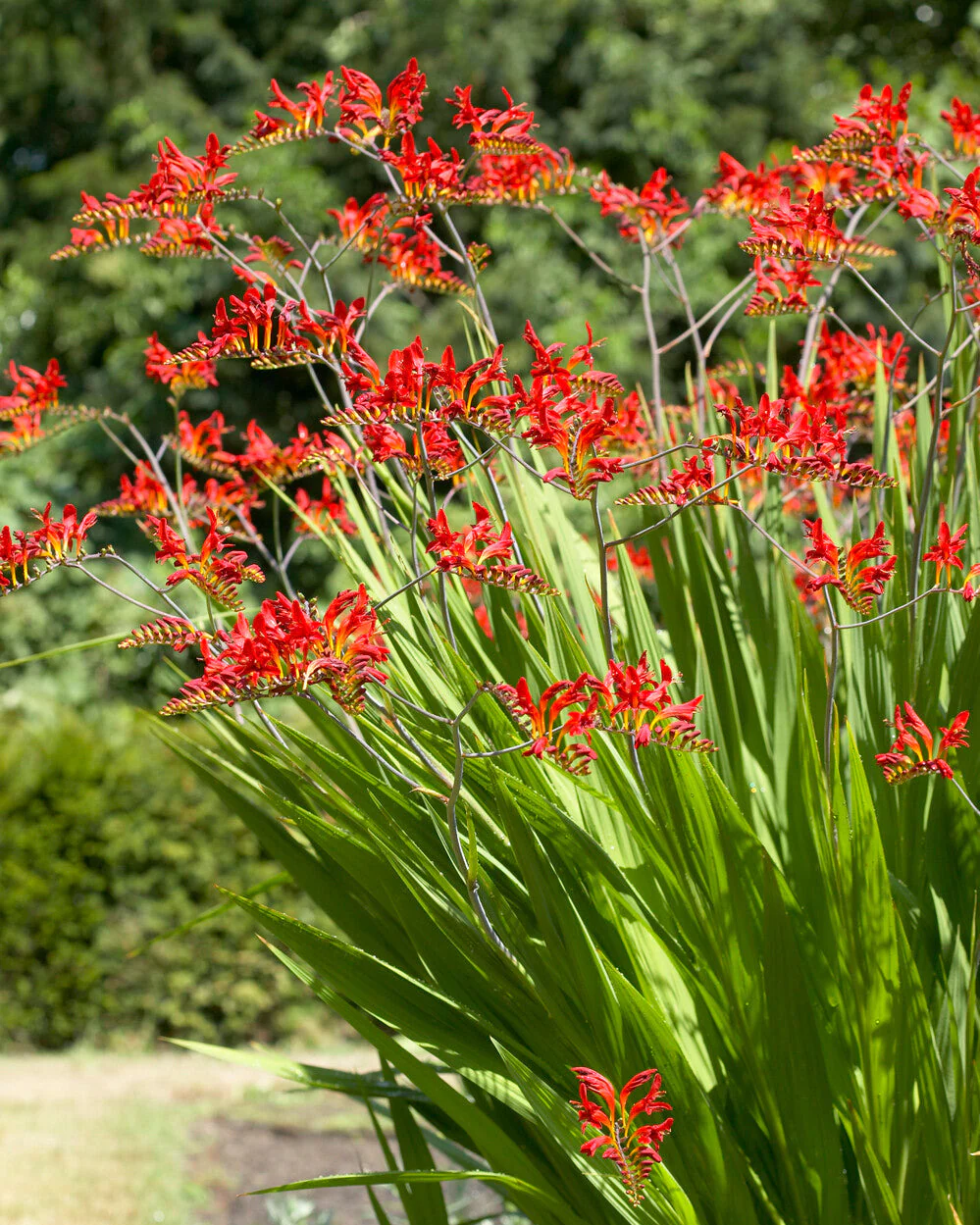 Crocosmia 'Lucifer' - Image 10
