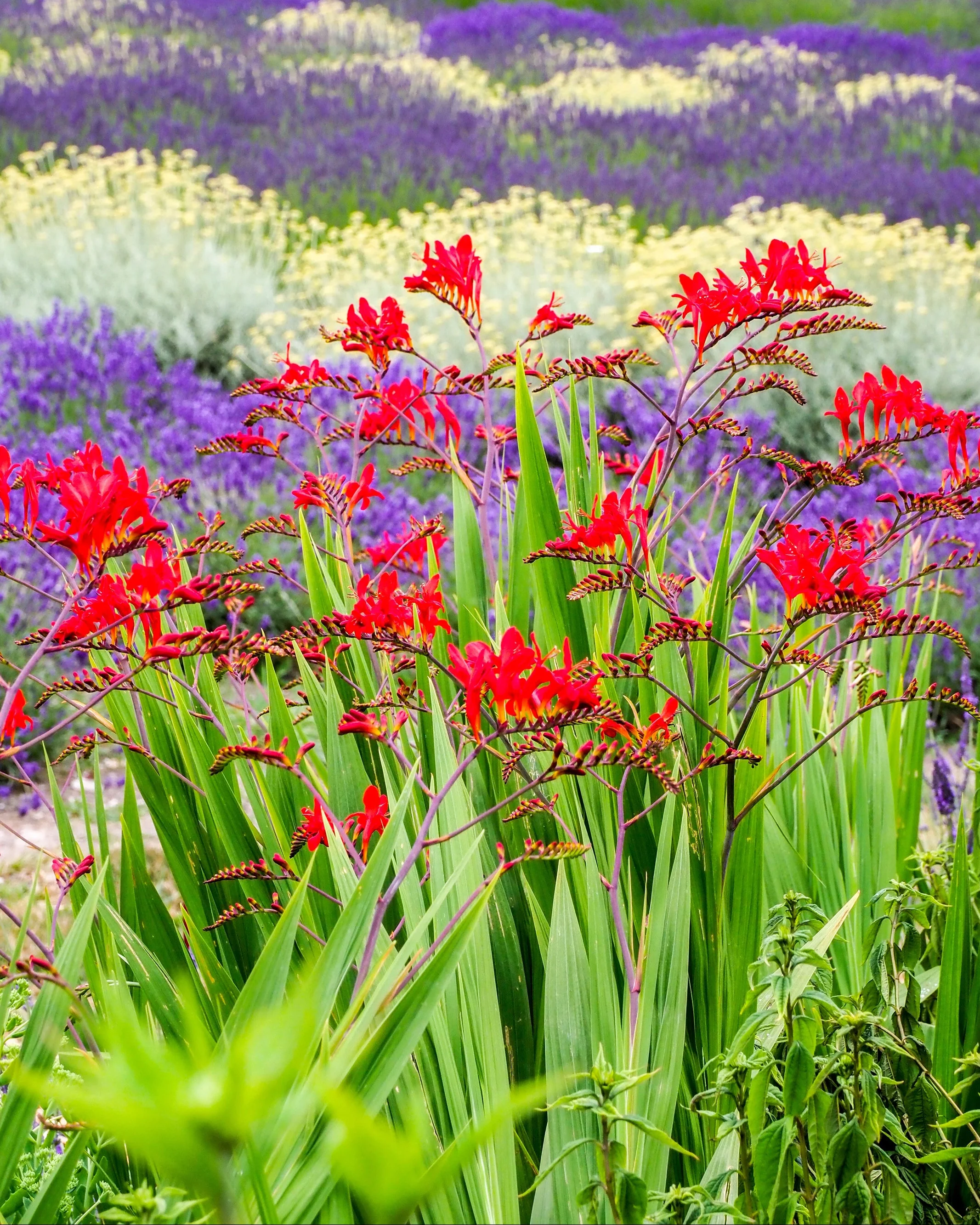 Crocosmia 'Lucifer' - Image 3