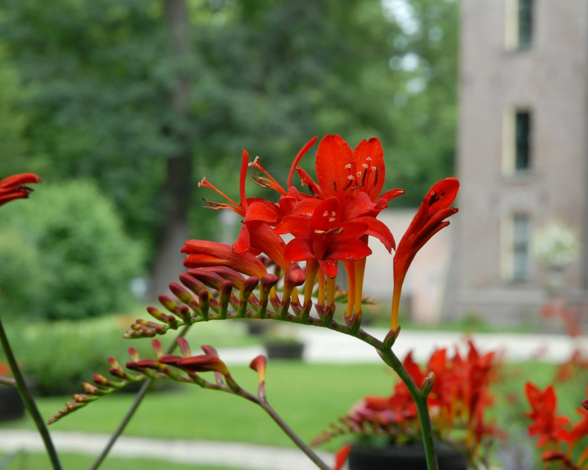 Crocosmia 'Lucifer' - Image 4