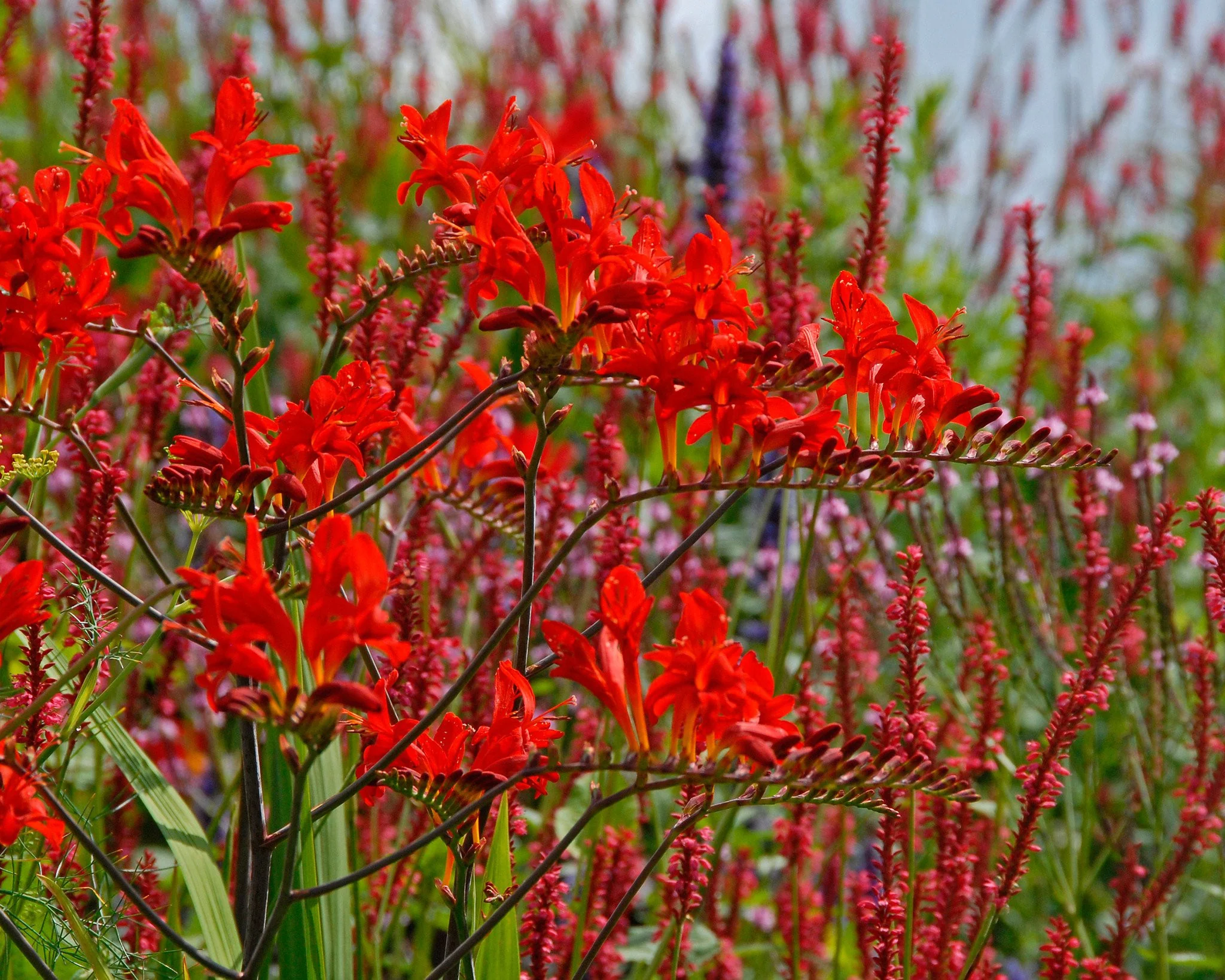 Crocosmia 'Lucifer' - Image 5
