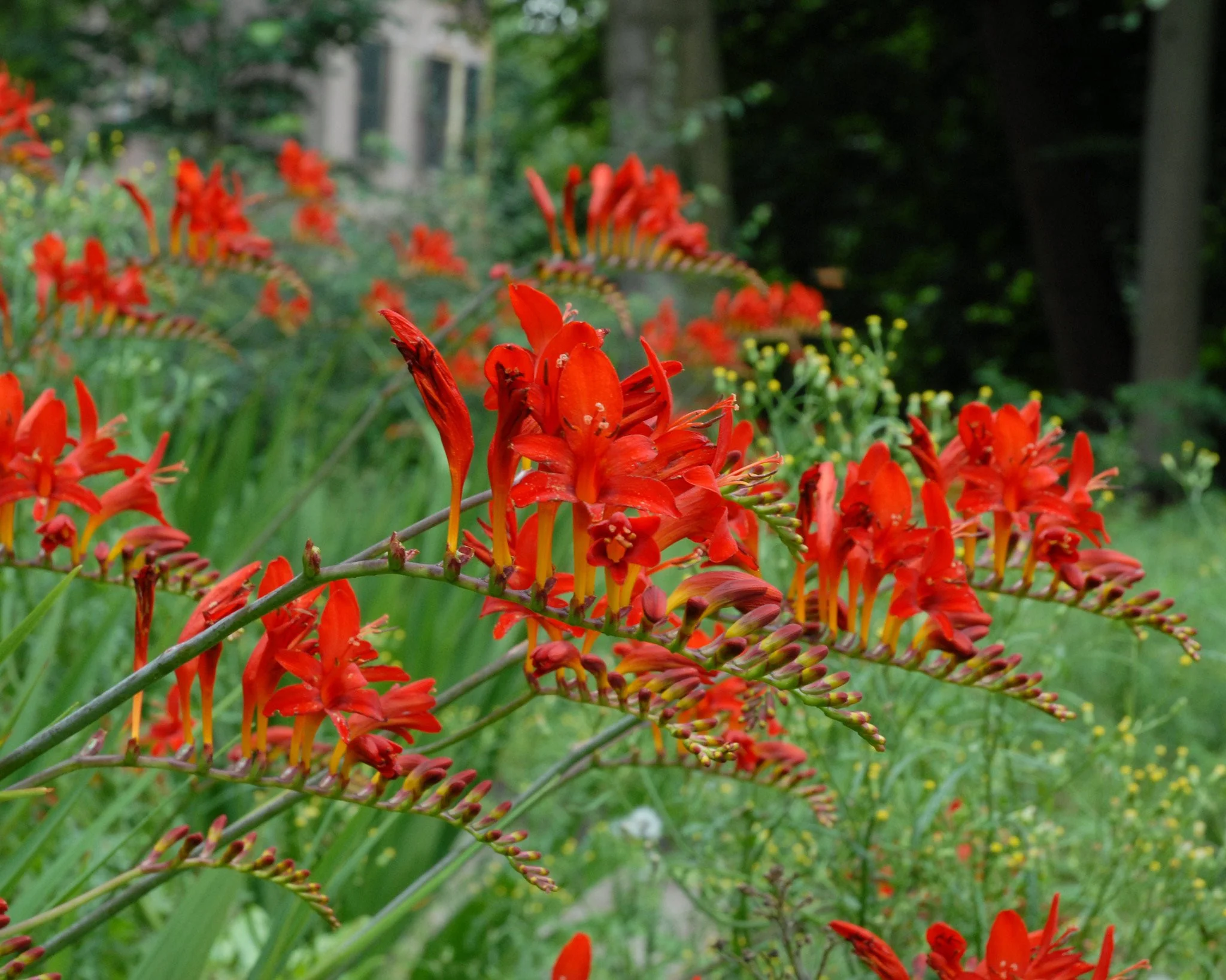 Crocosmia 'Lucifer' - Image 7
