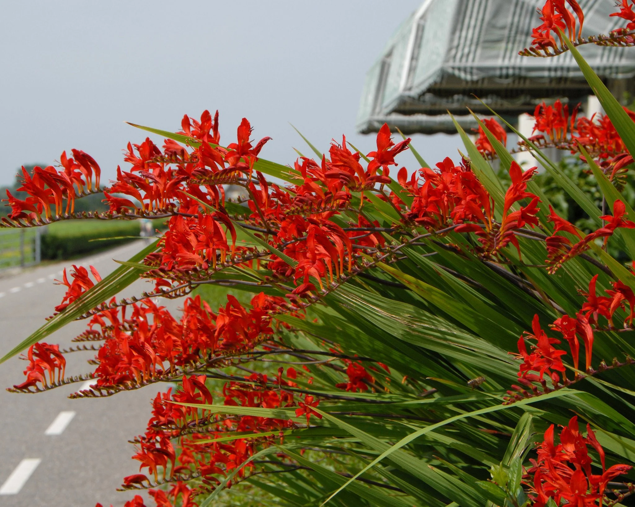 Crocosmia 'Lucifer' - Image 8