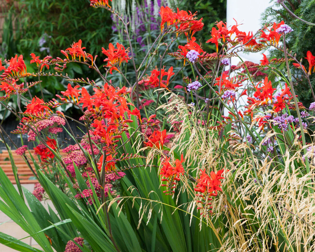 Crocosmia 'Lucifer' - Image 9