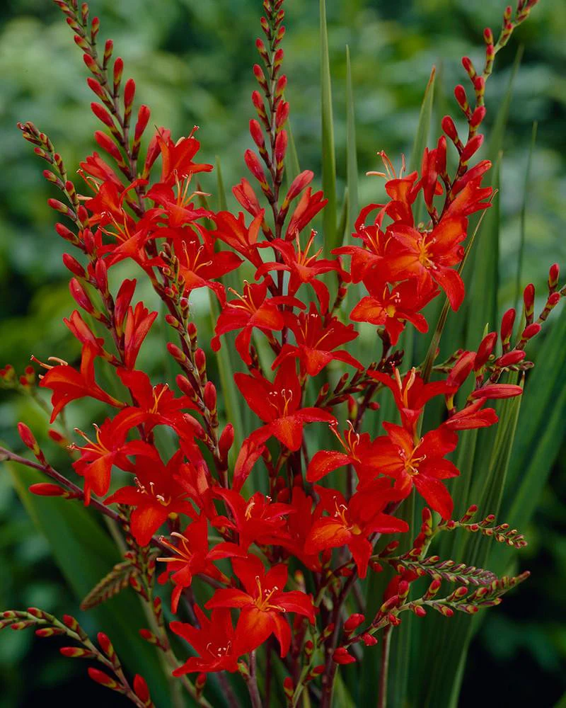 Crocosmia 'Mistral' - Image 4