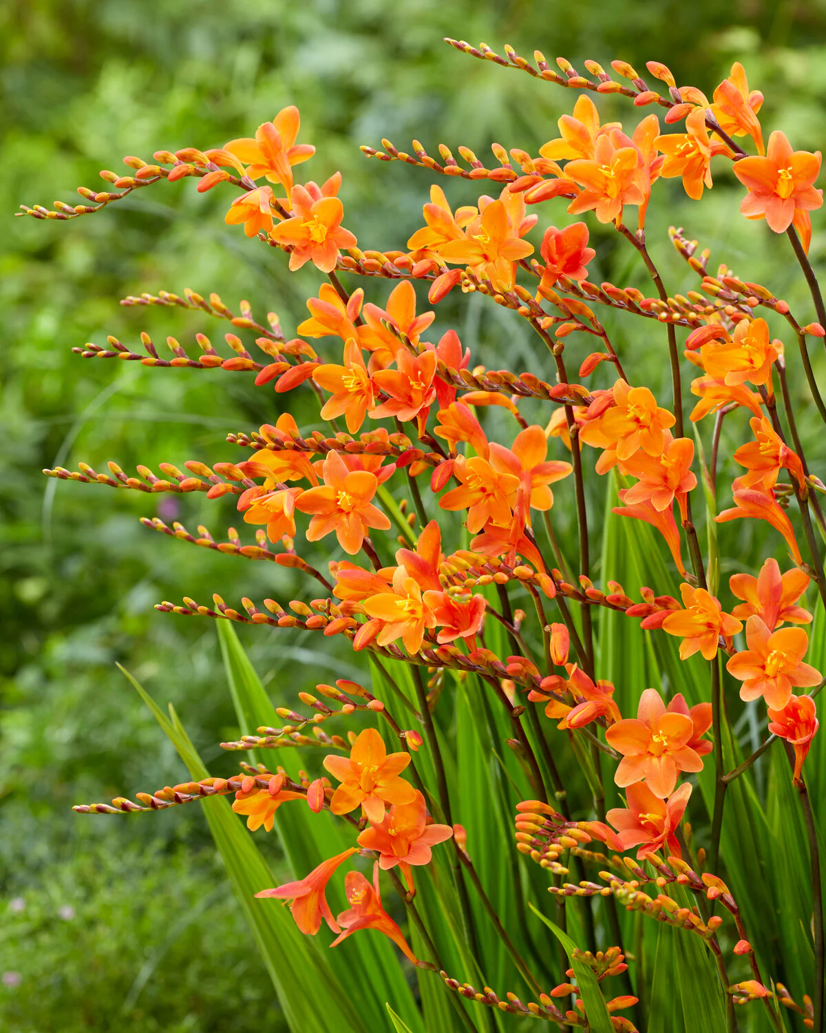 Crocosmia 'Peach Melba' - Image 3