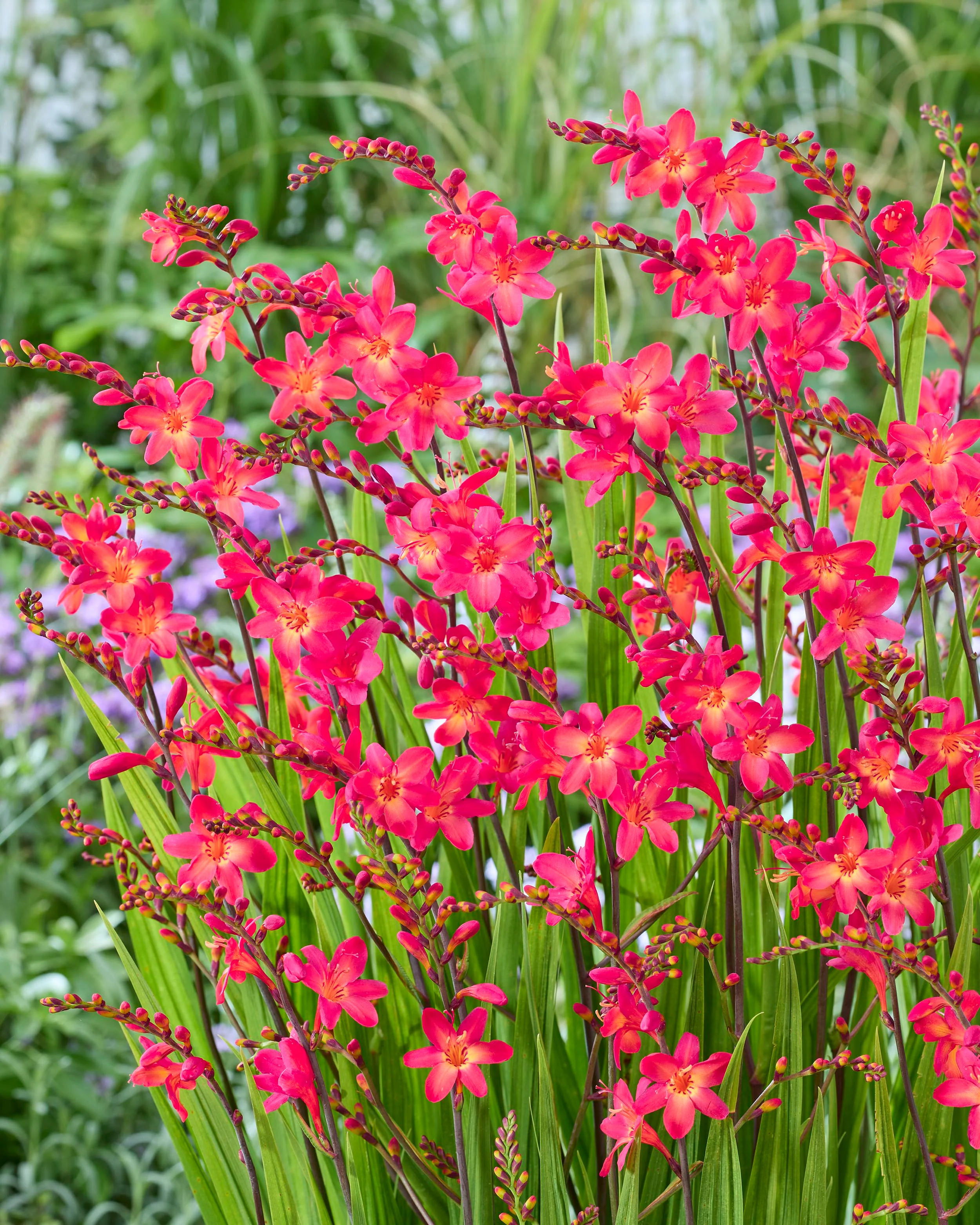 Crocosmia 'Pink Wonder' - Image 2