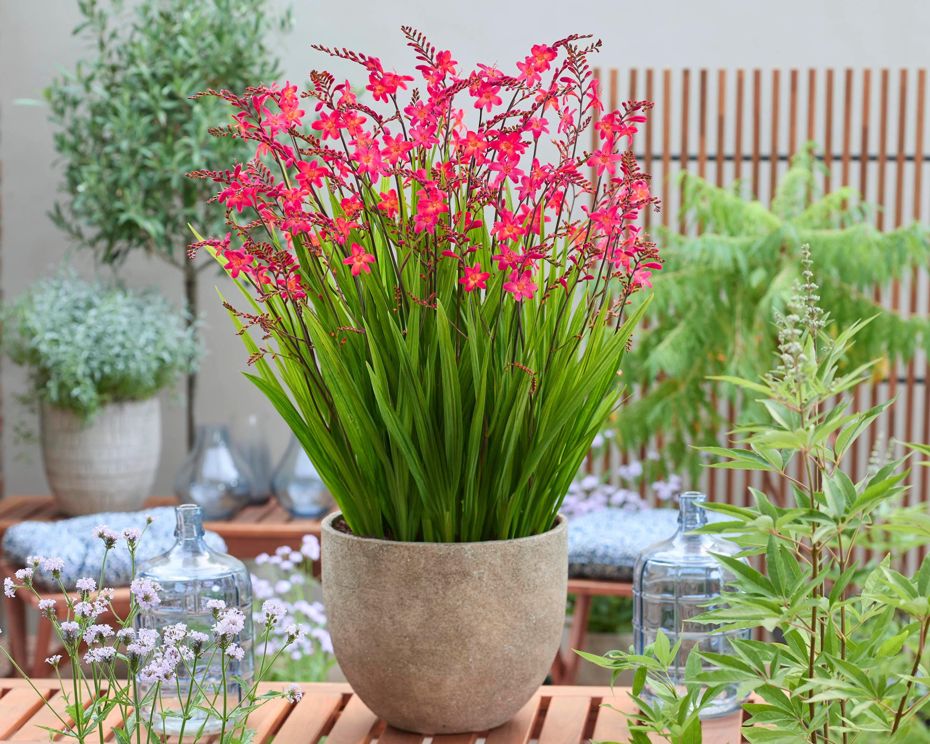 Crocosmia 'Pink Wonder' - Image 3