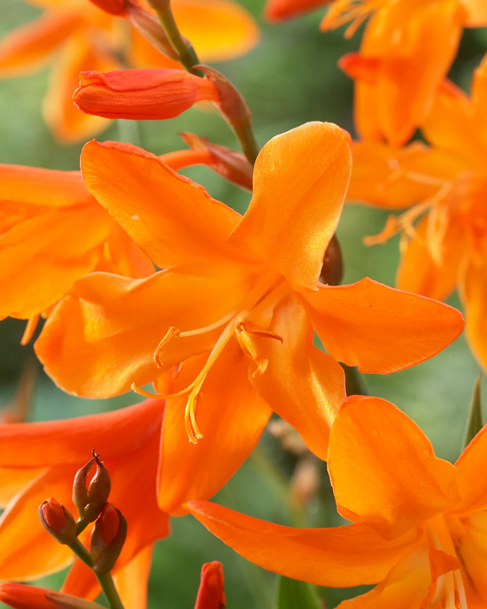 Crocosmia 'Star of the East' - Image 3