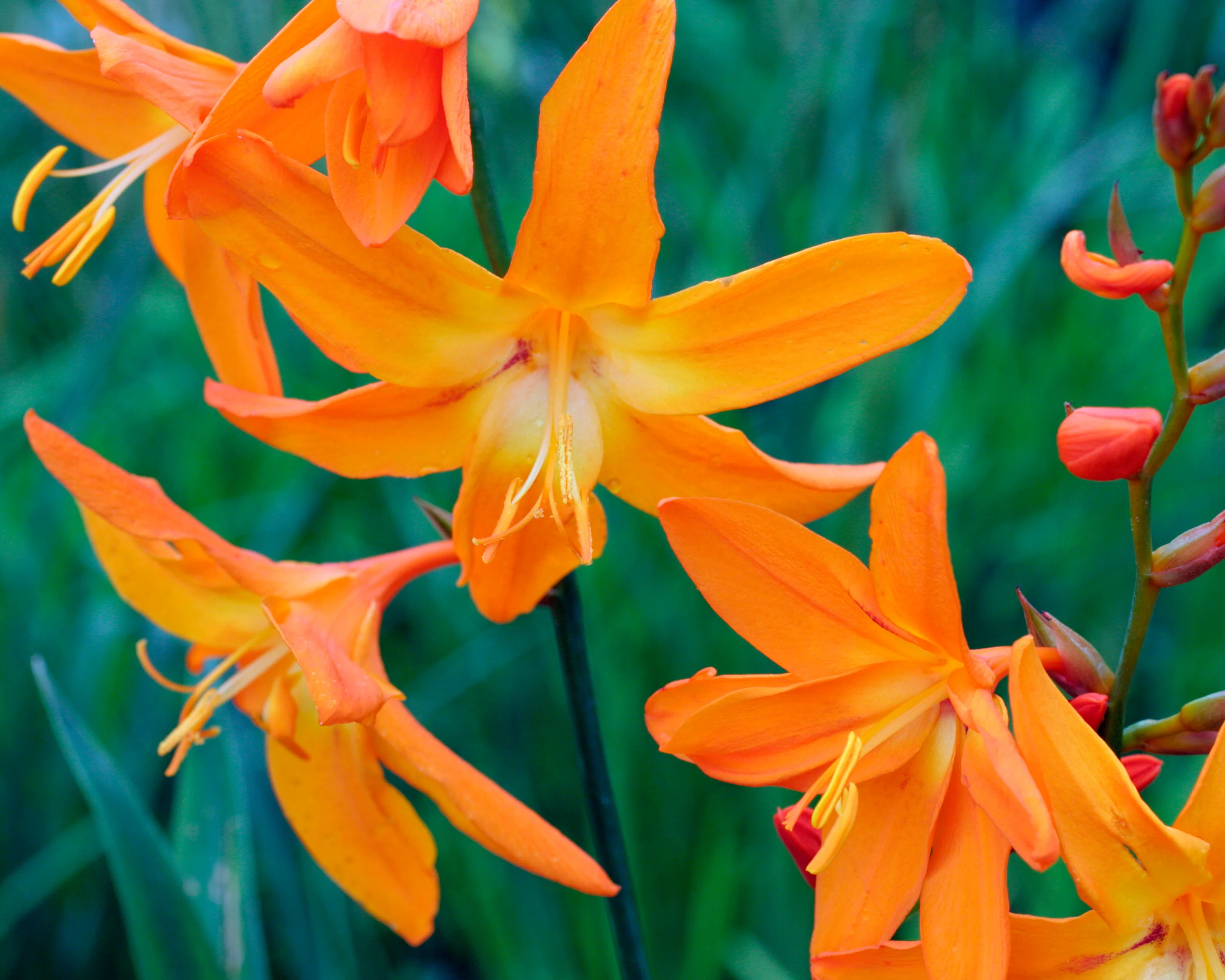 Crocosmia 'Star of the East' - Image 5
