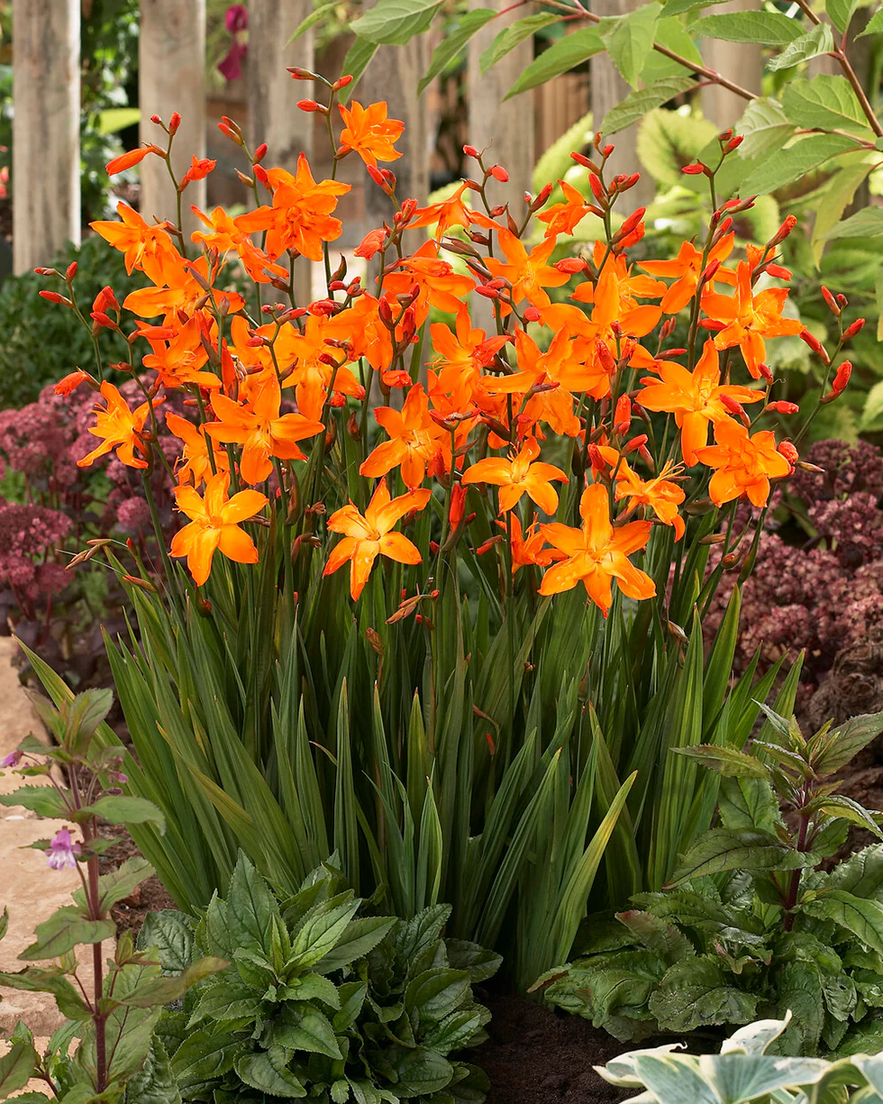 Crocosmia 'Star of the East' - Image 6