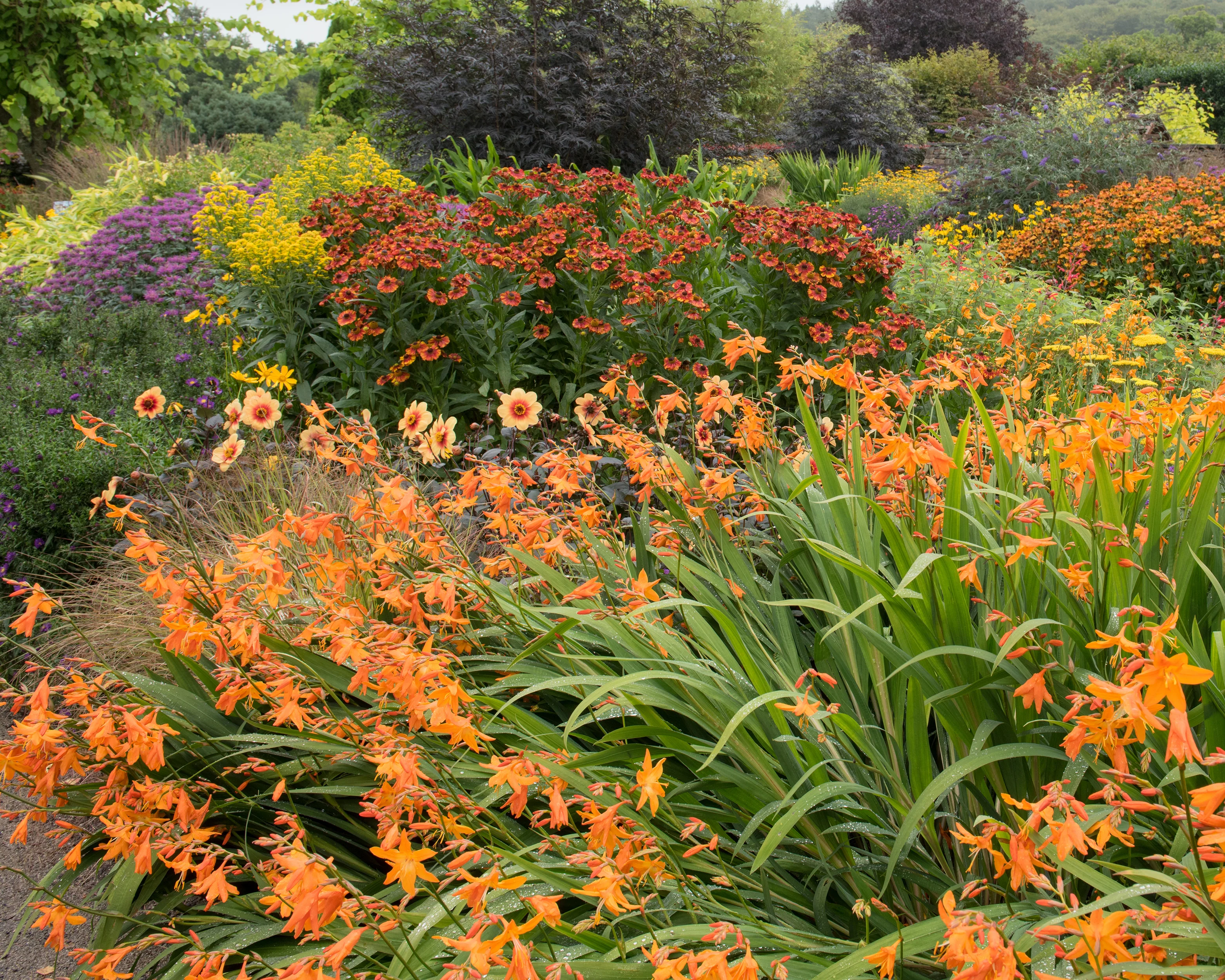 Crocosmia 'Star of the East' - Image 7