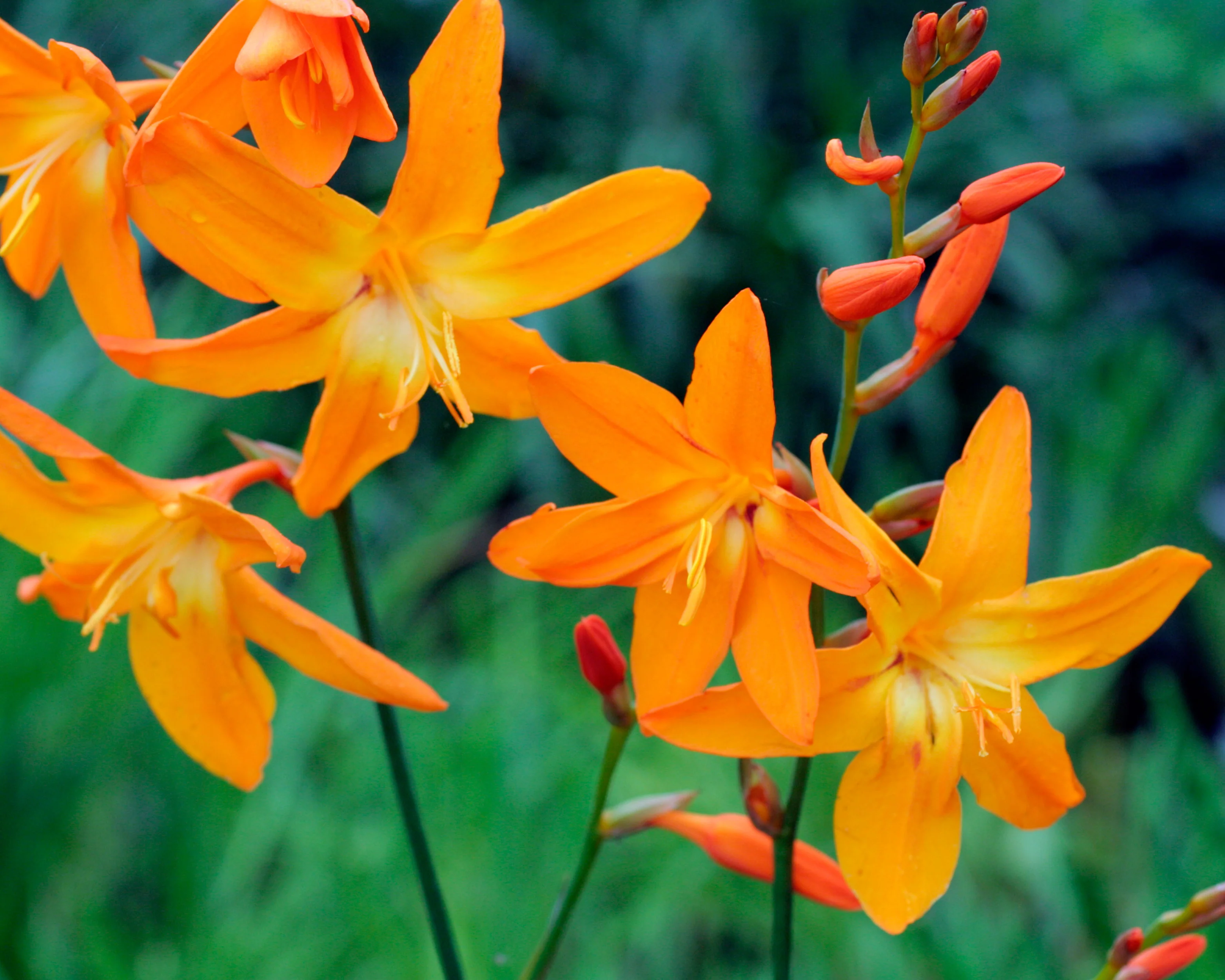 Crocosmia 'Star of the East' - Image 8
