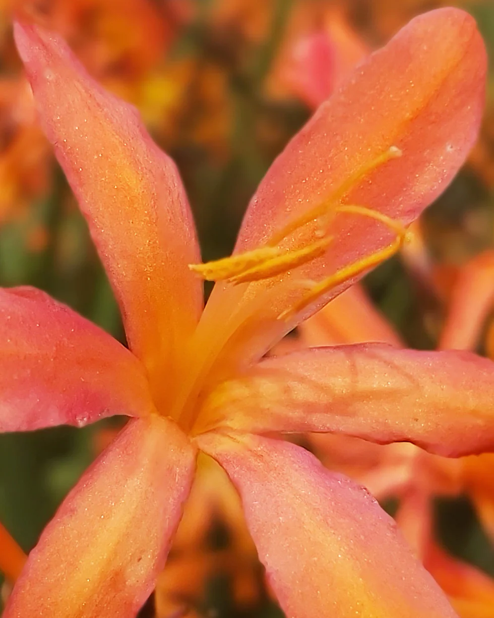 Crocosmia 'Sunset' - Image 3