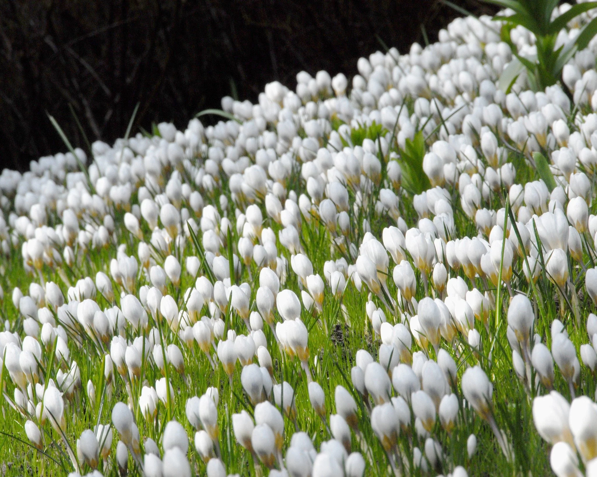 Crocus 'Ard Schenk' - Image 3