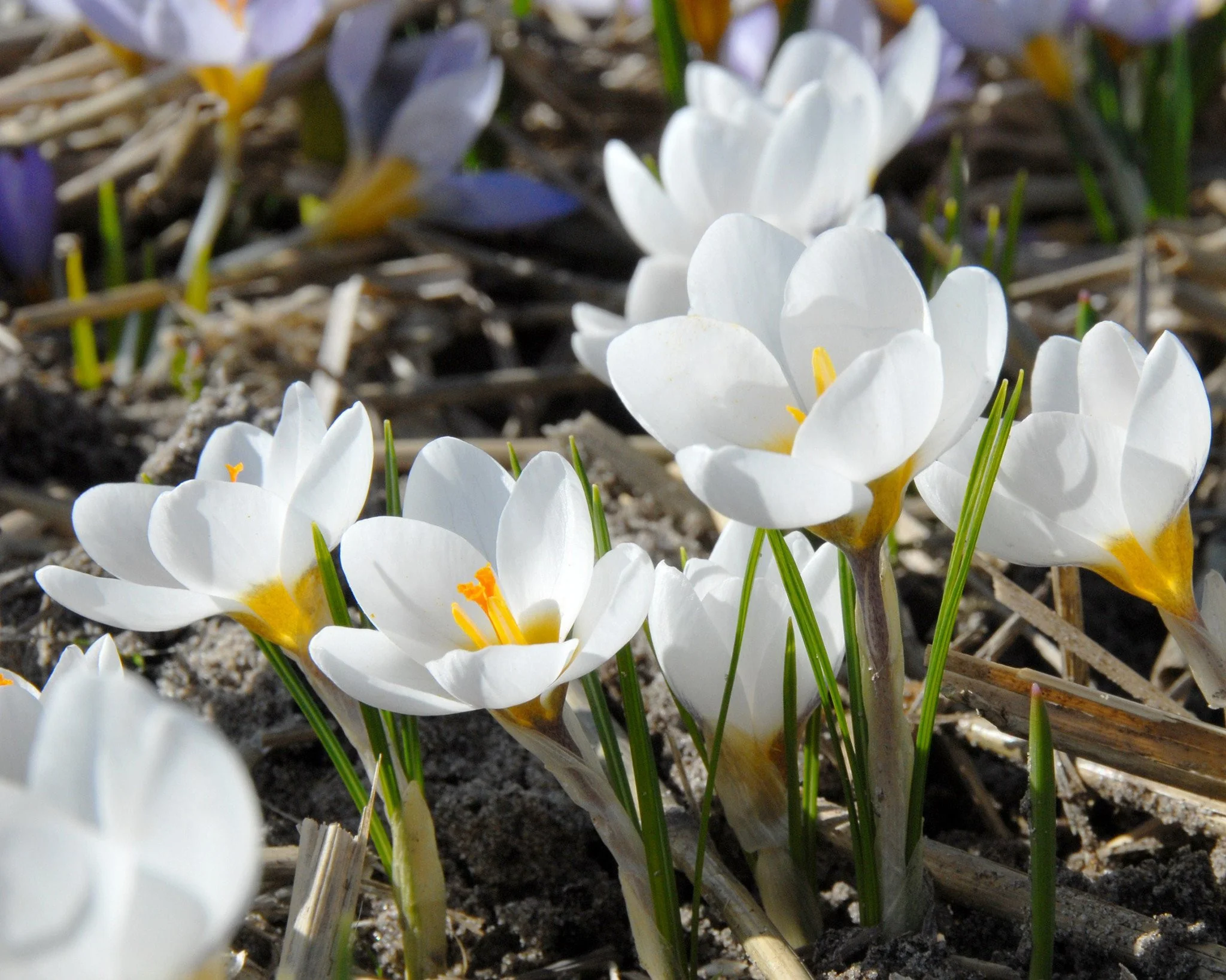 Crocus 'Ard Schenk' - Image 5