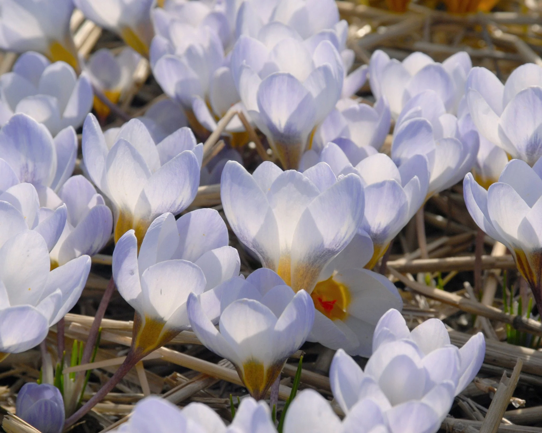 Crocus 'Blue Pearl' - Image 3