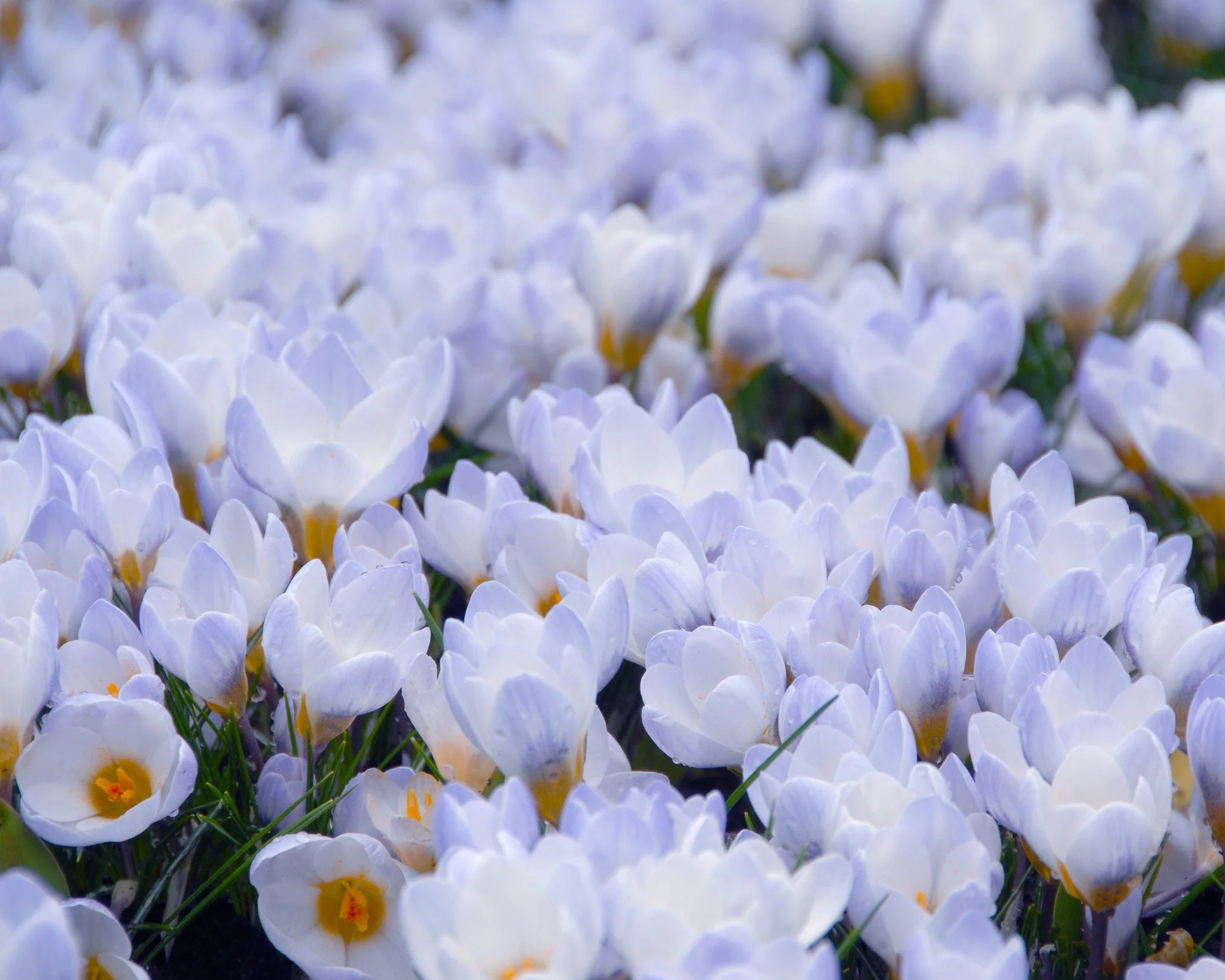 Crocus 'Blue Pearl' - Image 4