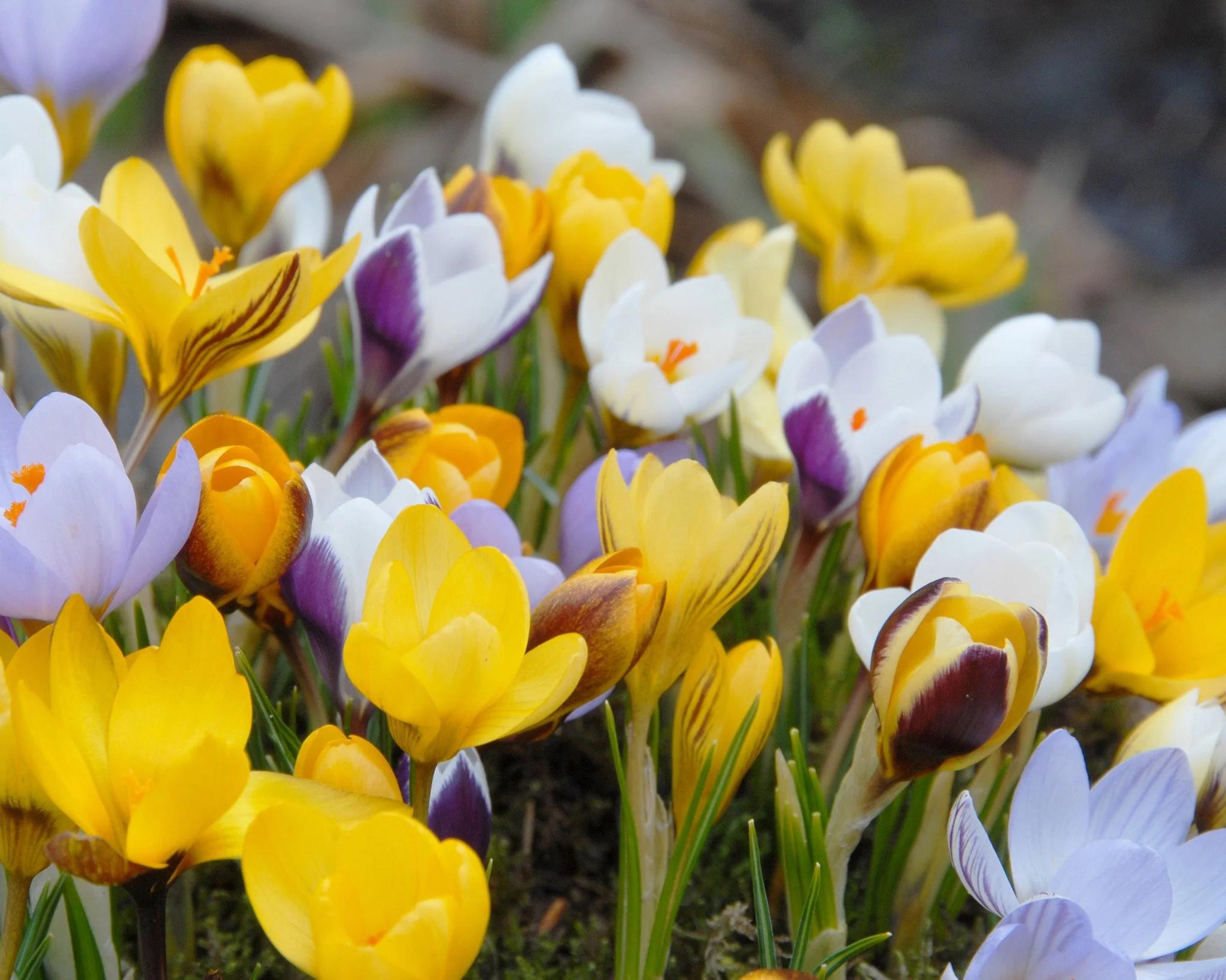 Crocus 'Botanical Mixed' - Image 3
