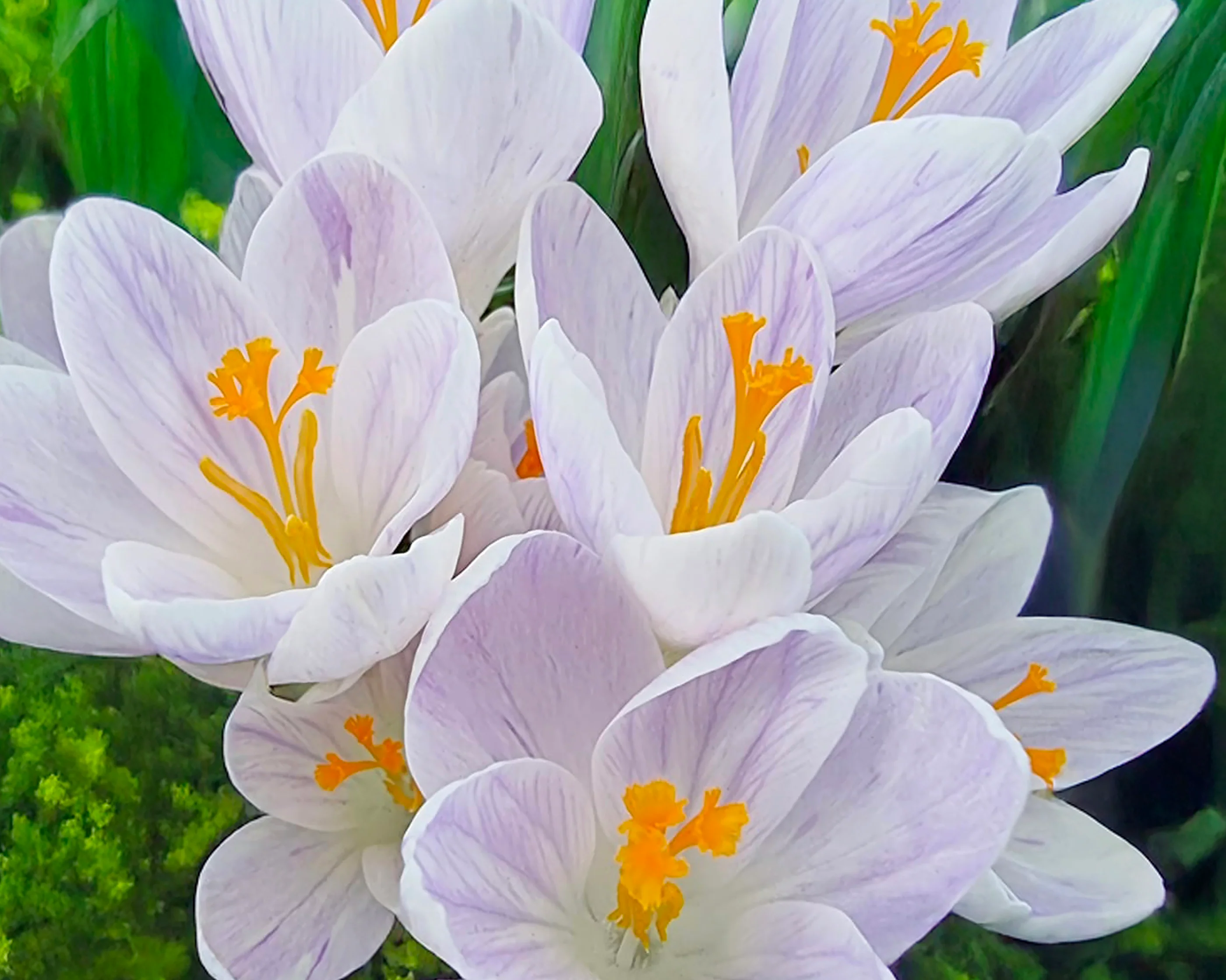 Crocus 'Candle Light' - Image 2