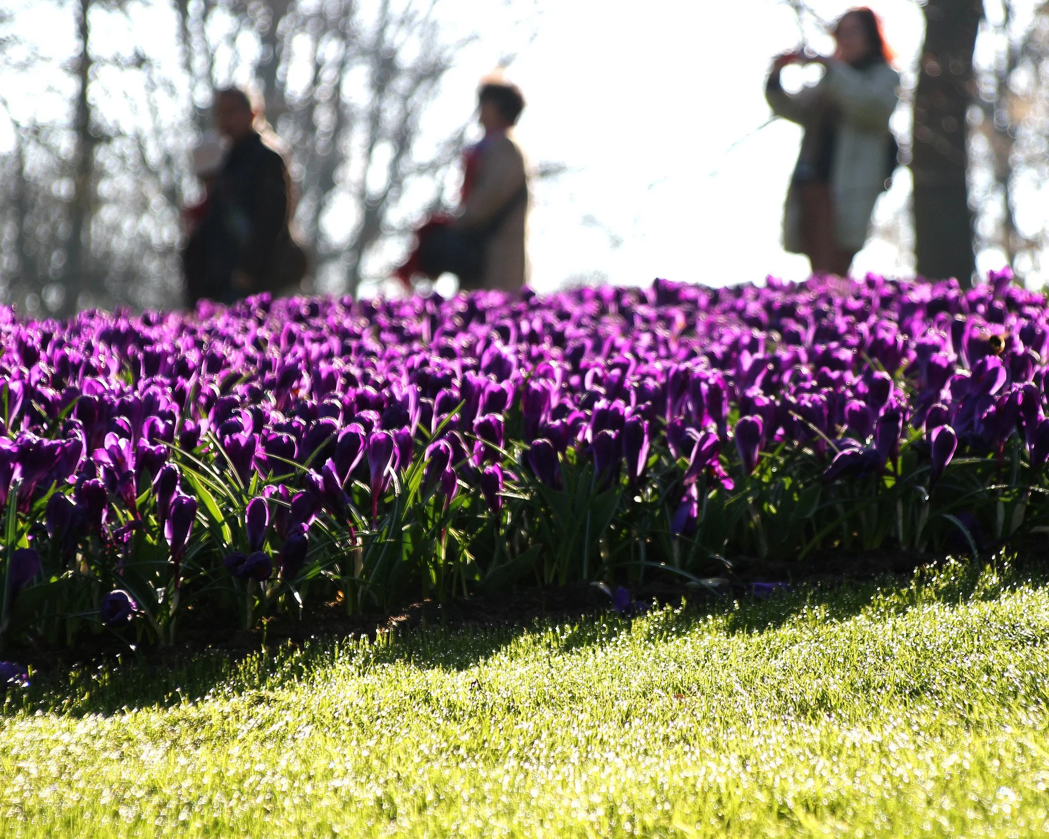 Crocus 'Flower Record' - Image 10