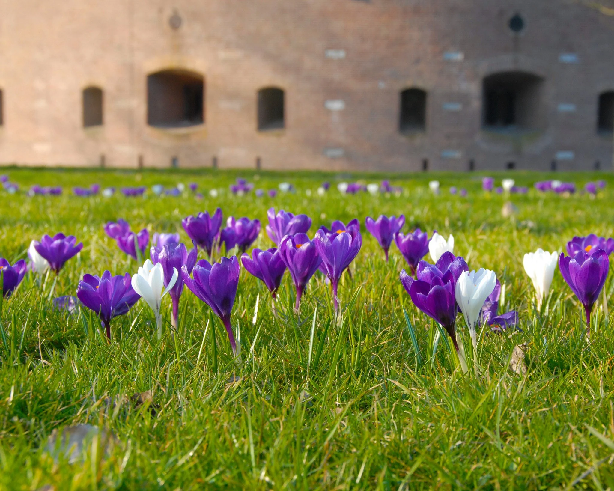 Crocus 'Flower Record' - Image 8