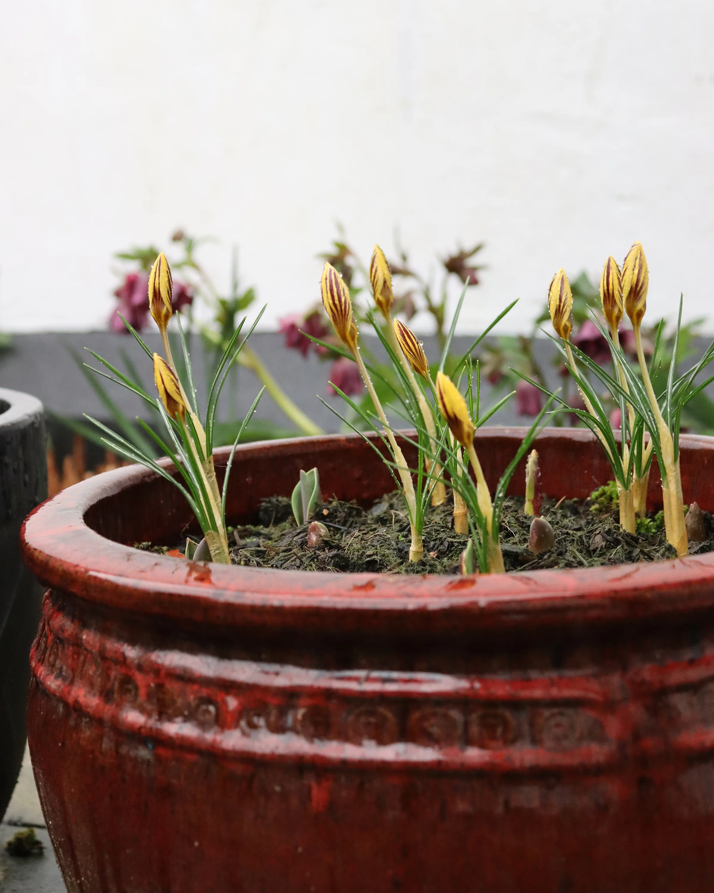 Crocus 'Gipsy Girl' - Image 4