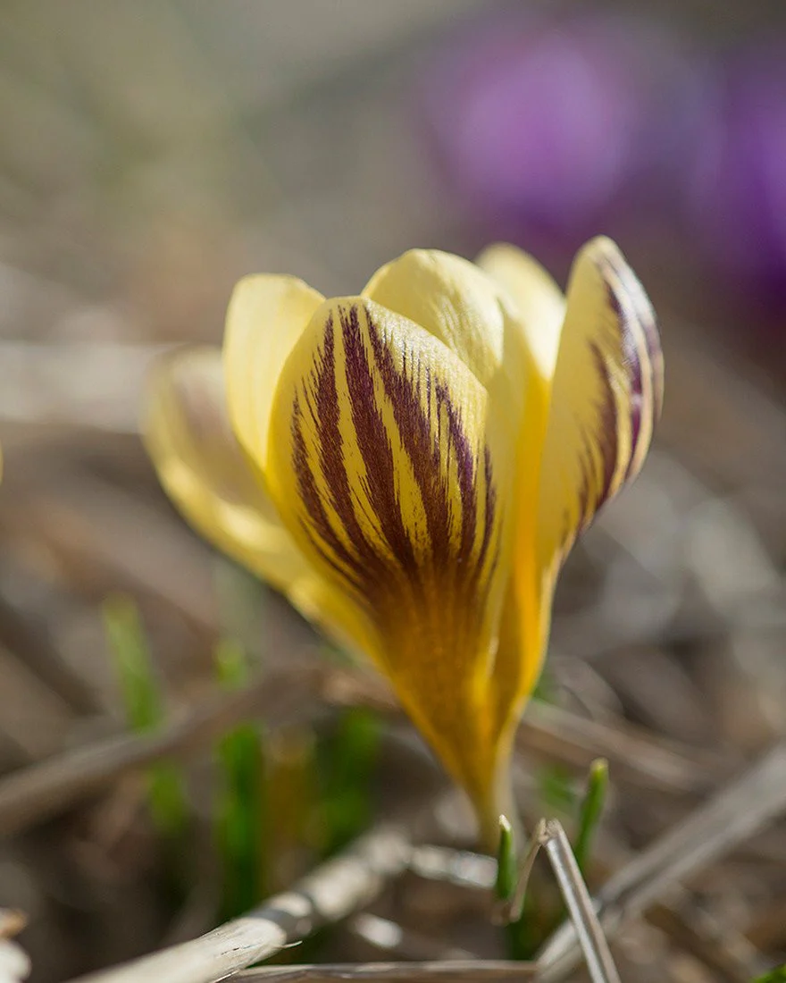 Crocus 'Gipsy Girl' - Image 5