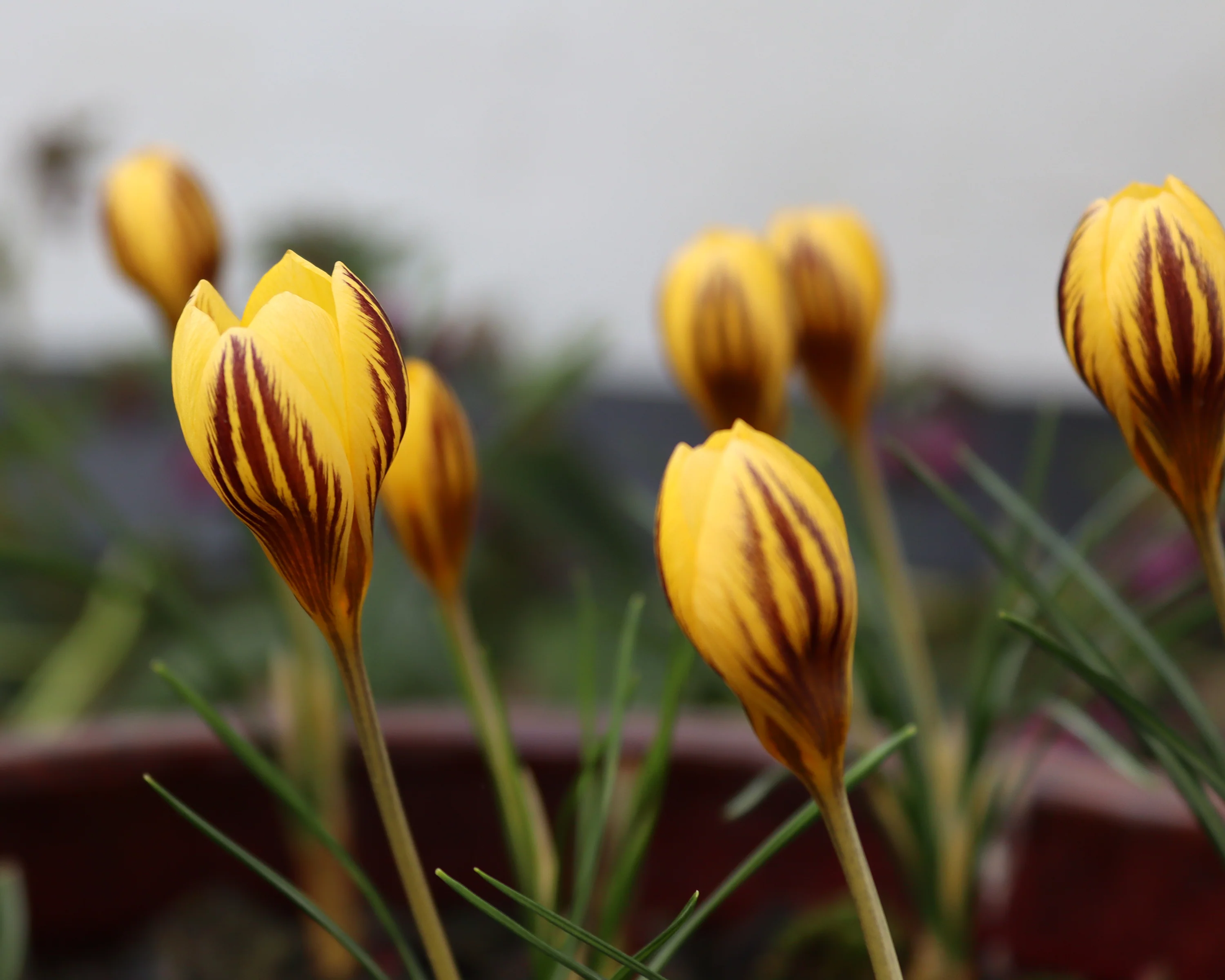 Crocus 'Gipsy Girl' - Image 7