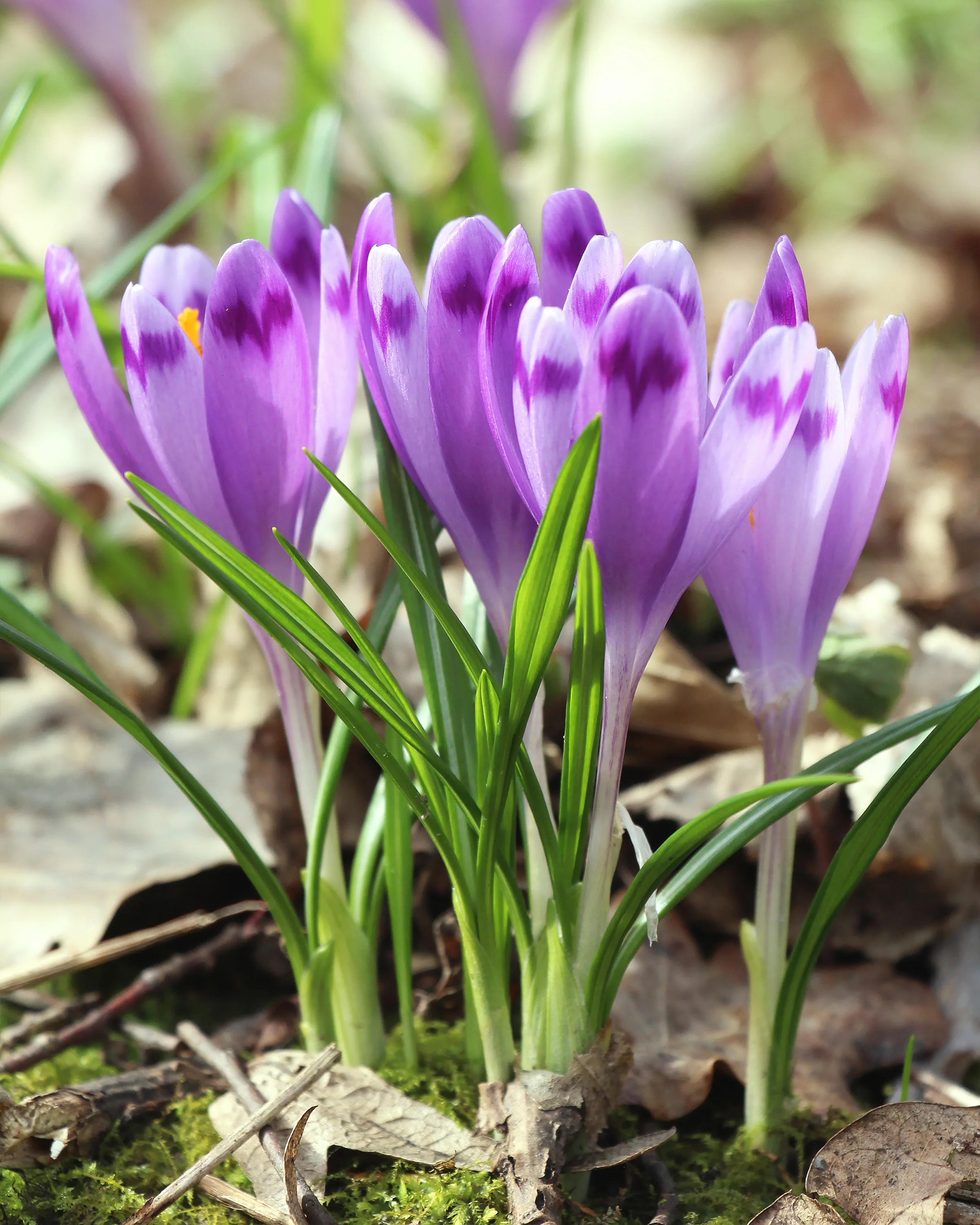Crocus 'Harry Hay' - Image 10