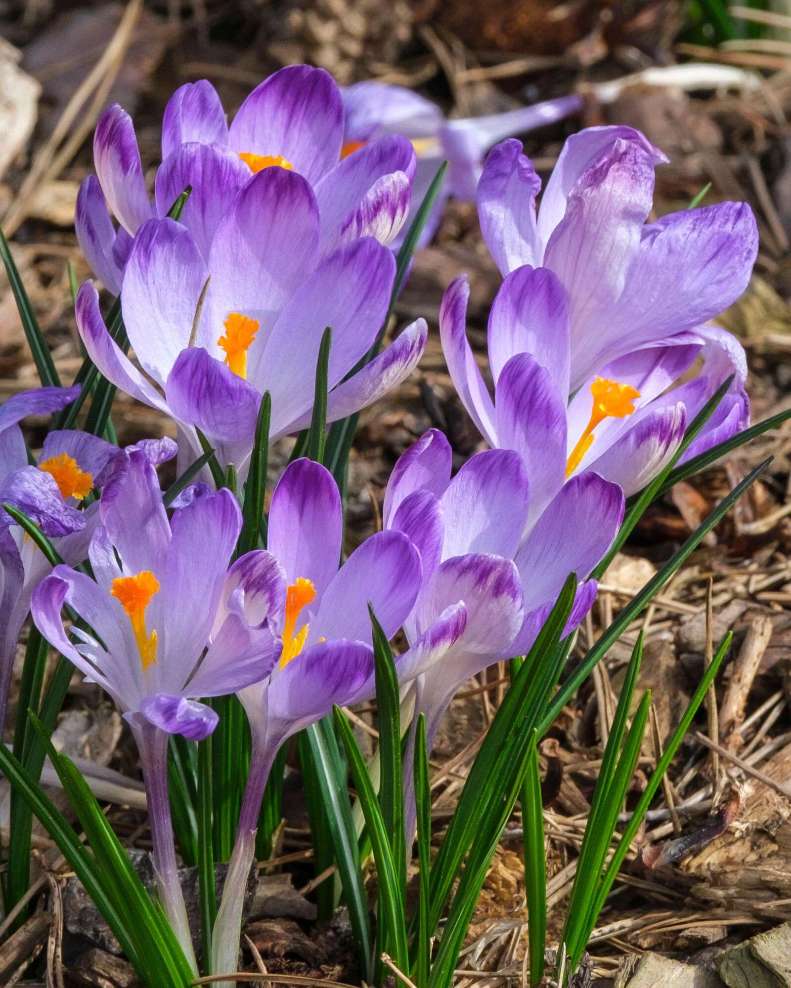 Crocus 'Harry Hay' - Image 12