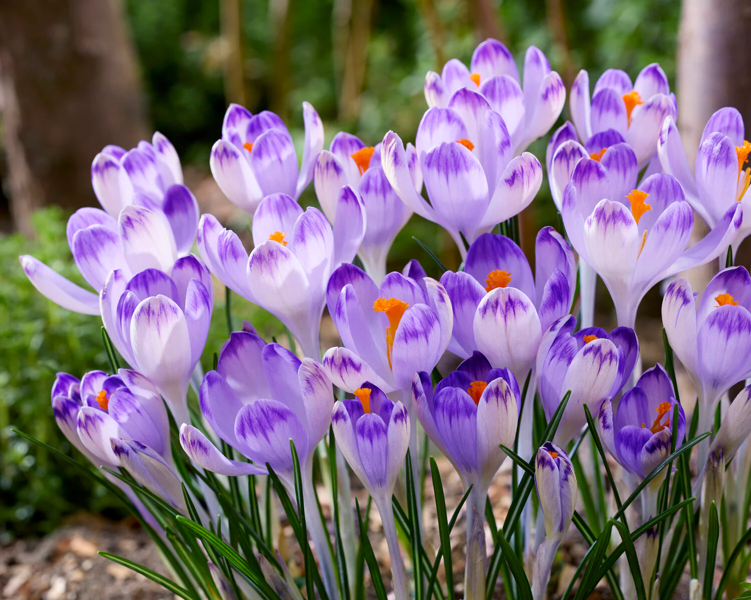 Crocus 'Harry Hay' - Image 3