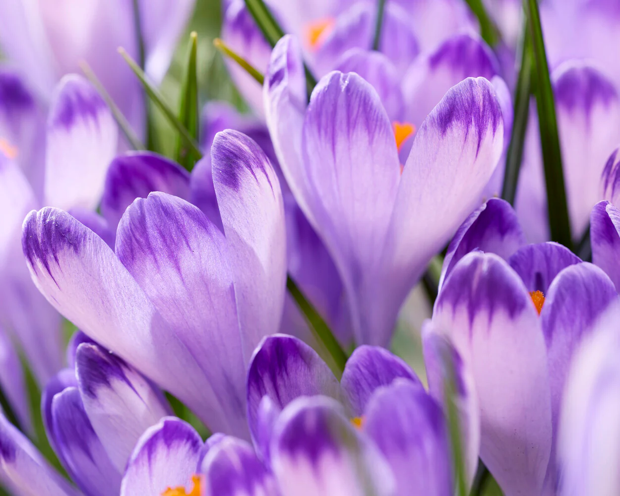 Crocus 'Harry Hay' - Image 7