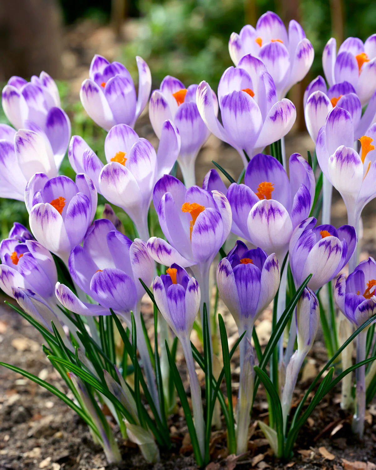 Crocus 'Harry Hay' - Image 8