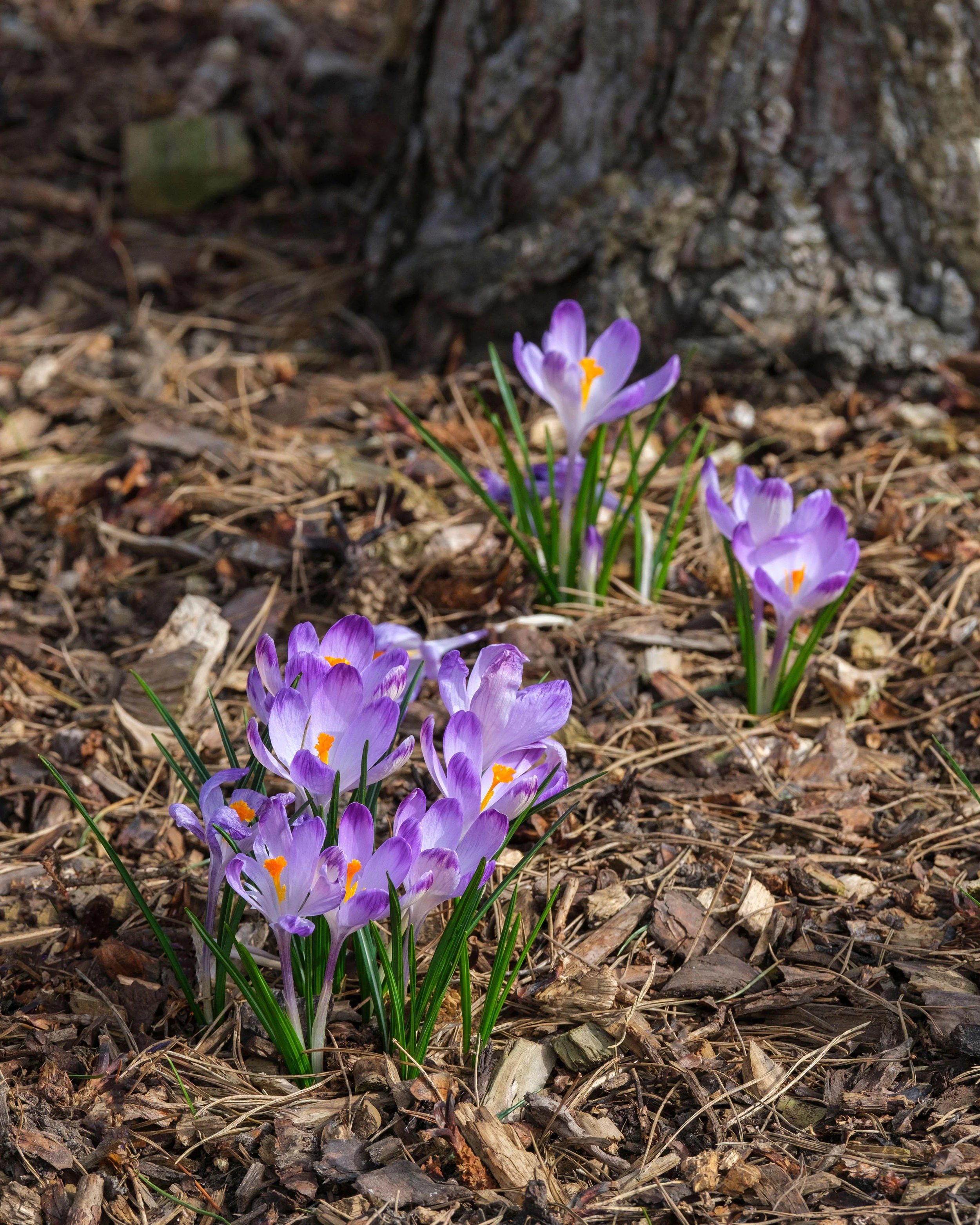 Crocus 'Harry Hay' - Image 9
