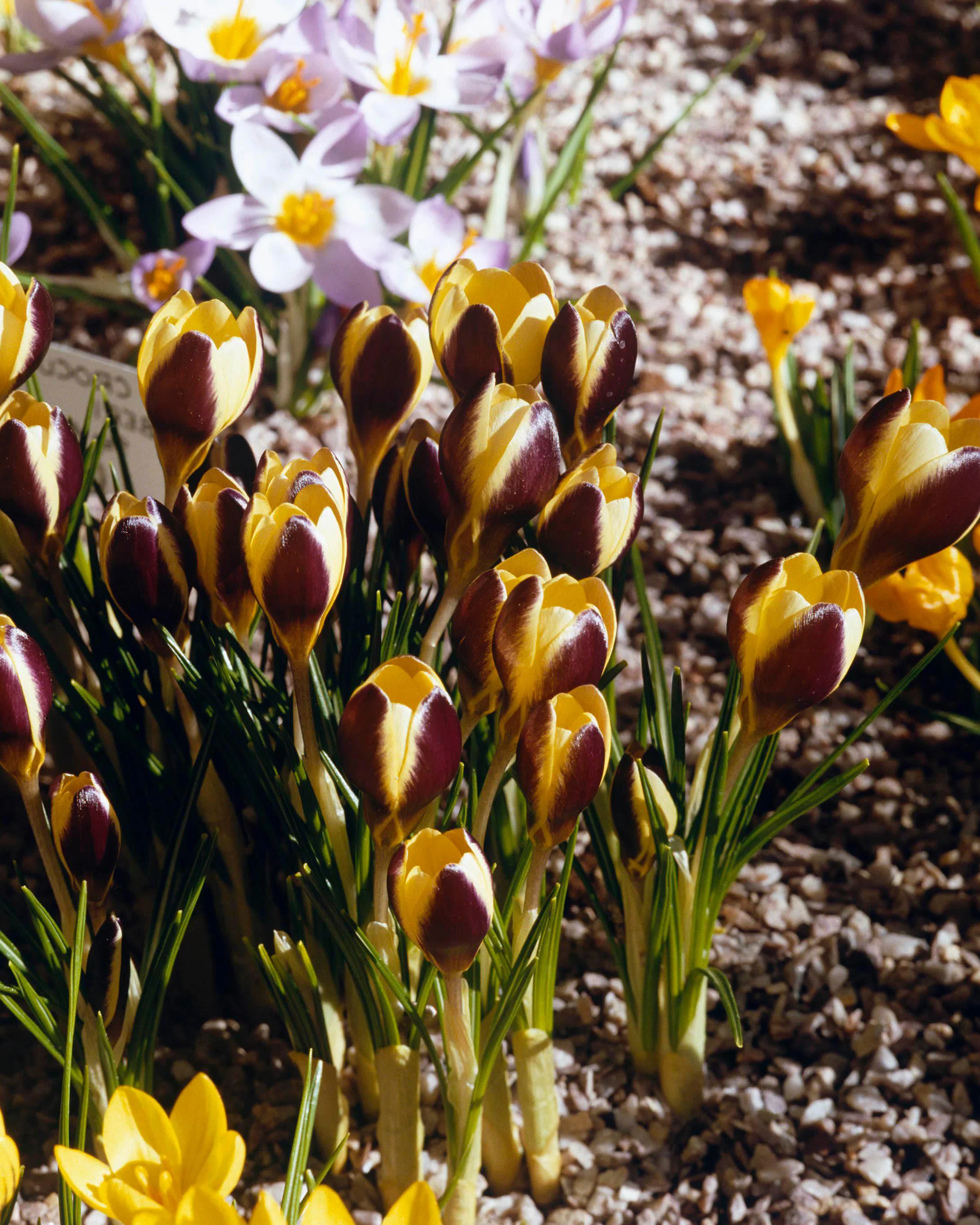 Crocus 'Herald' - Image 10