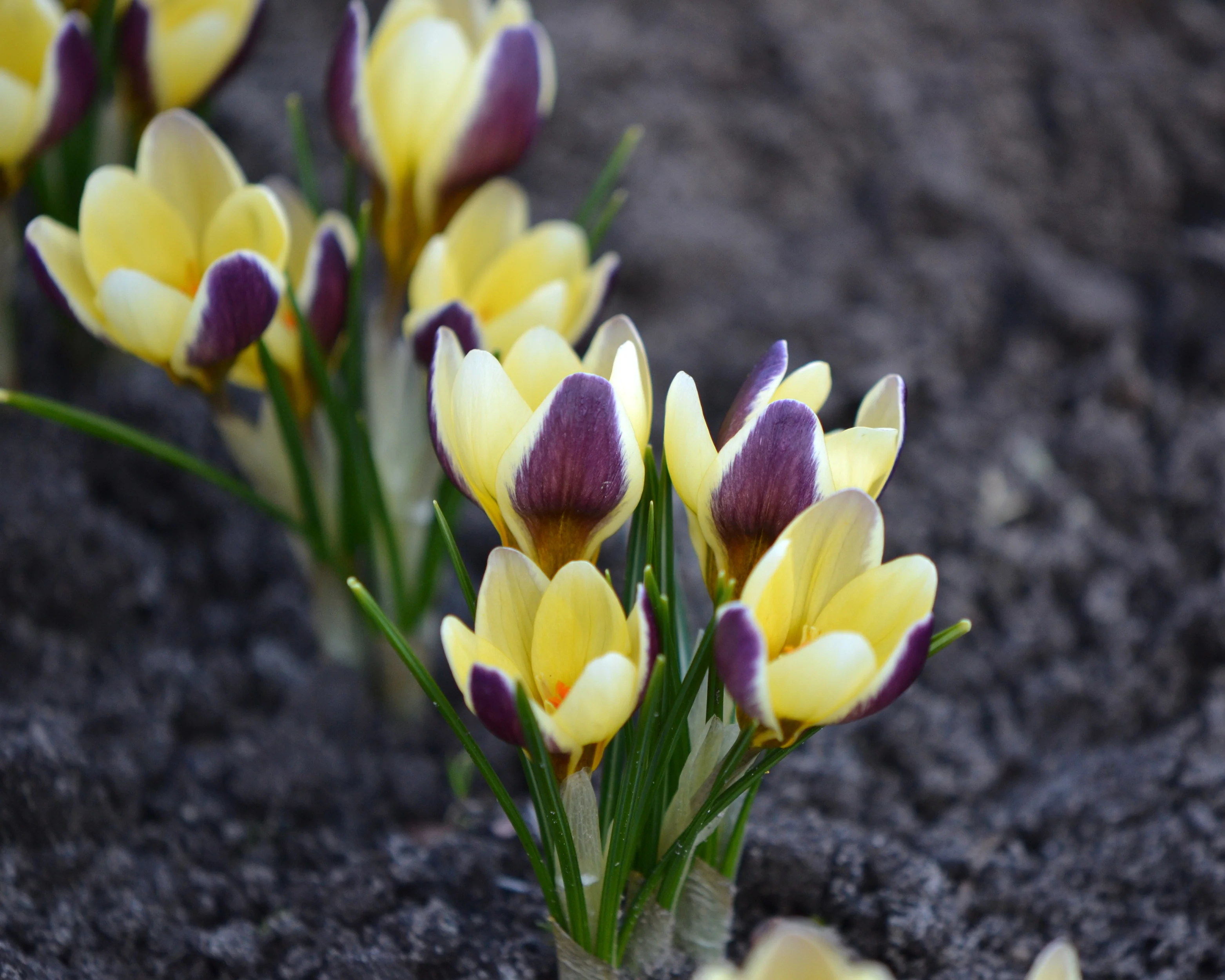 Crocus 'Herald' - Image 11
