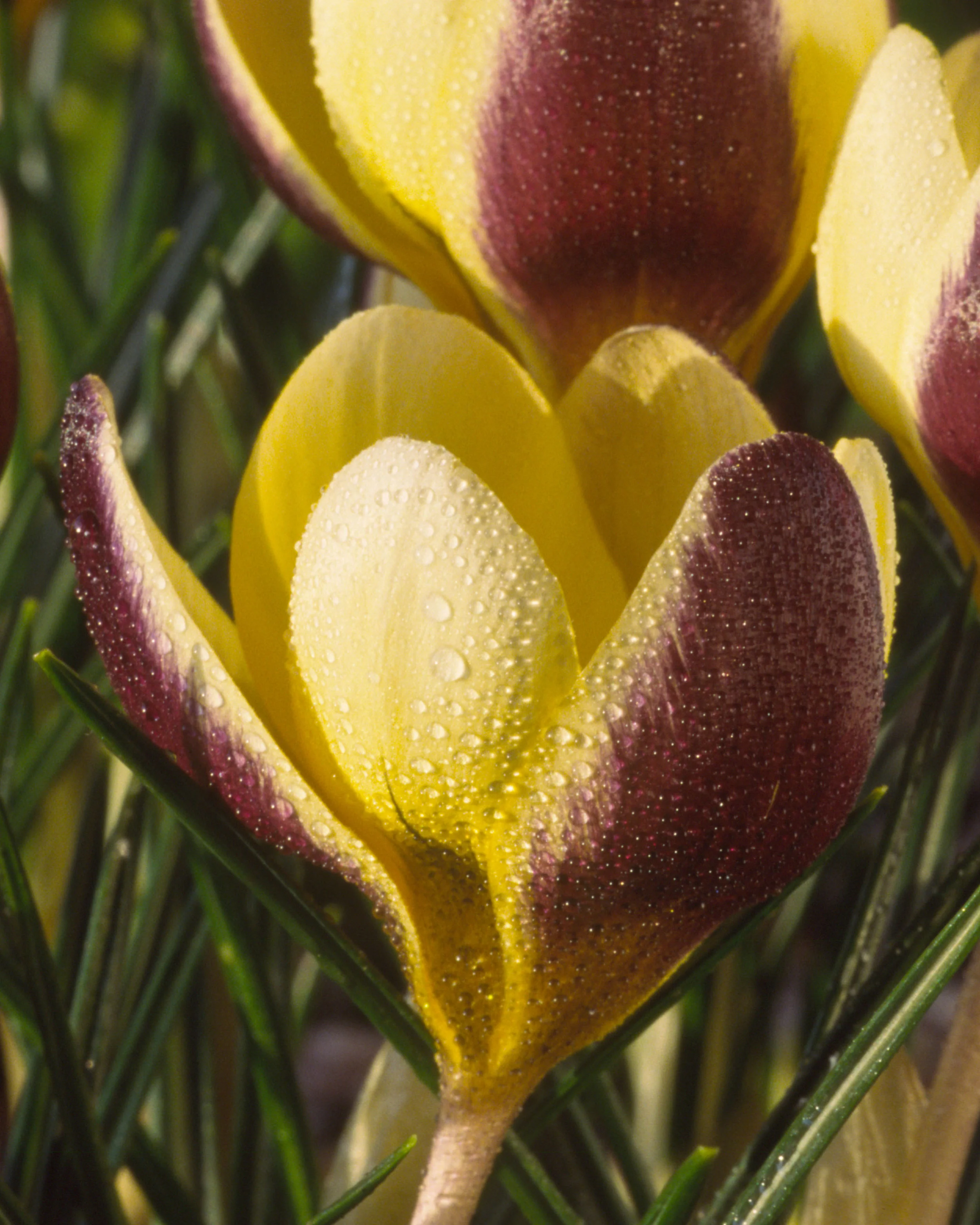 Crocus 'Herald' - Image 3