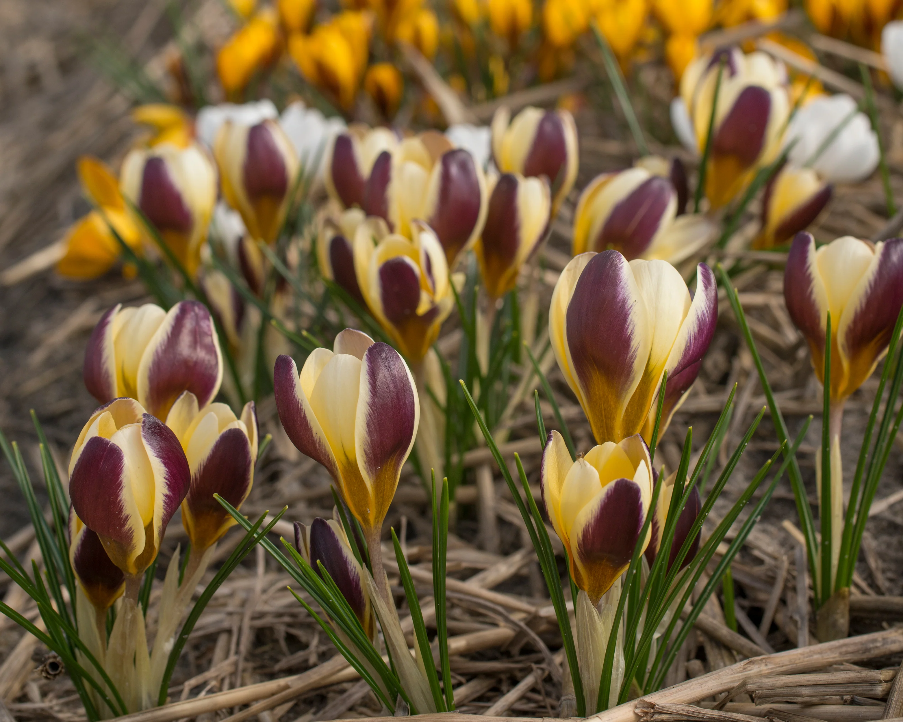 Crocus 'Herald' - Image 4