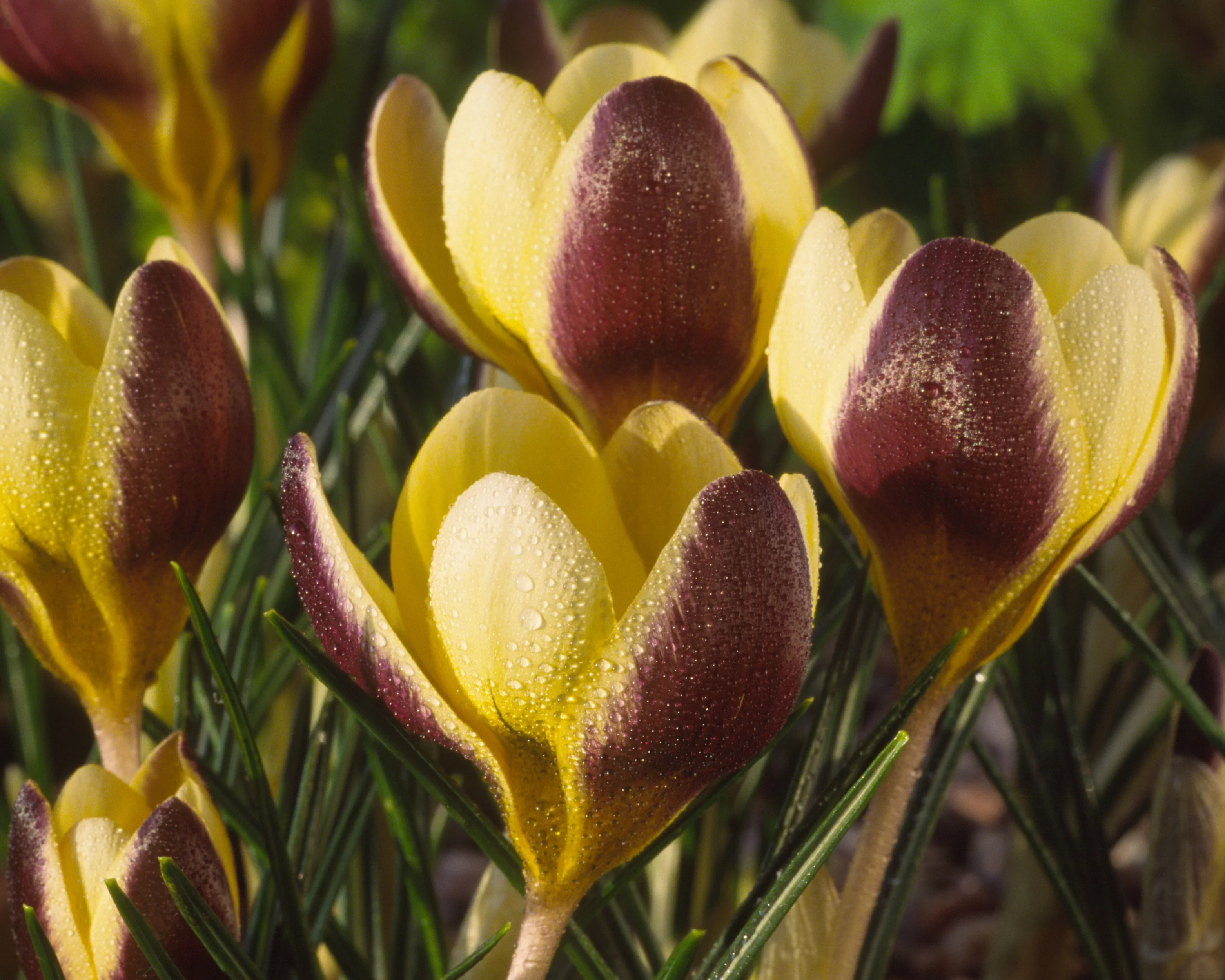 Crocus 'Herald' - Image 5